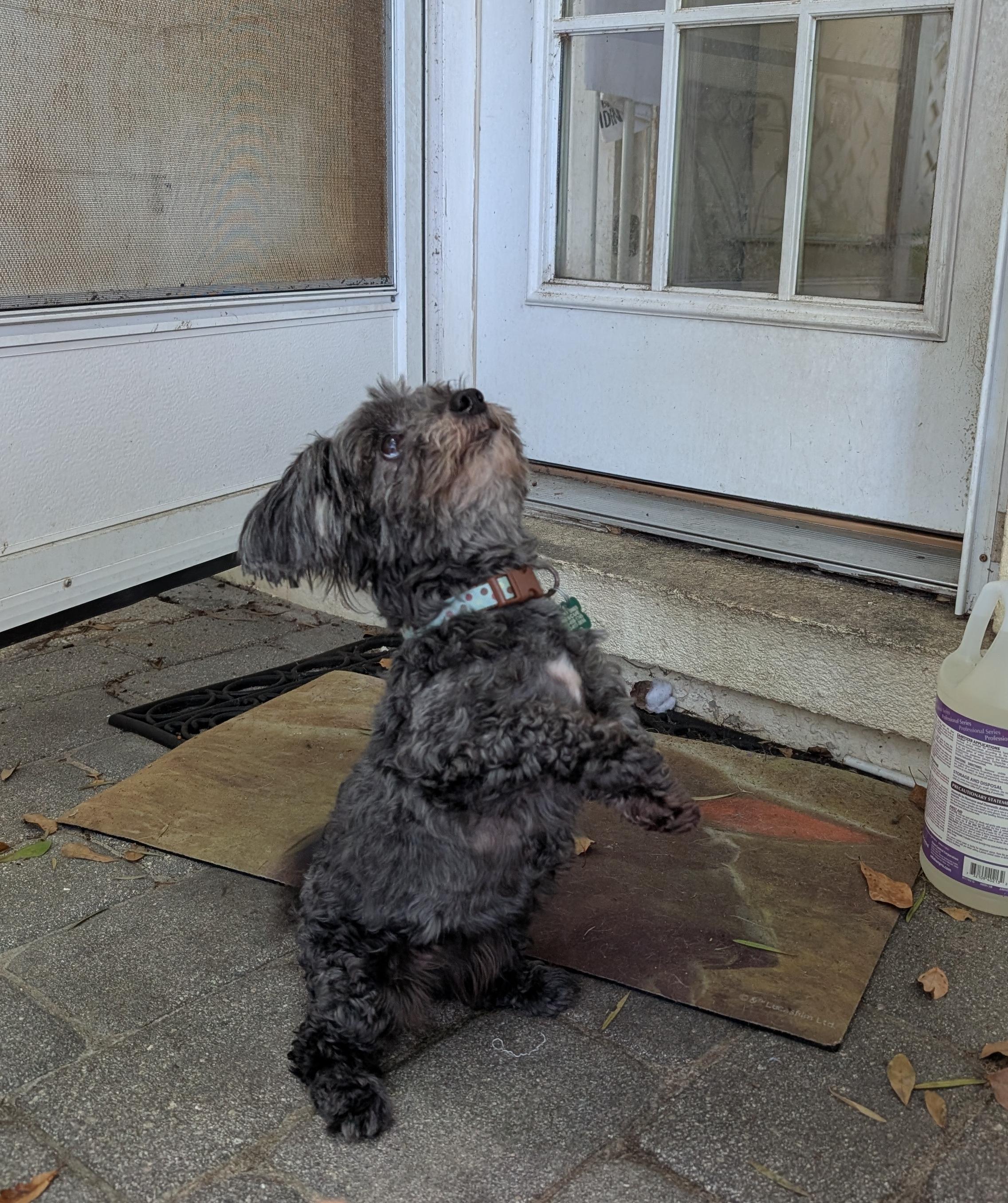 Enlarge Katie, an adopted Morkie in Tampa, FL image 3/4