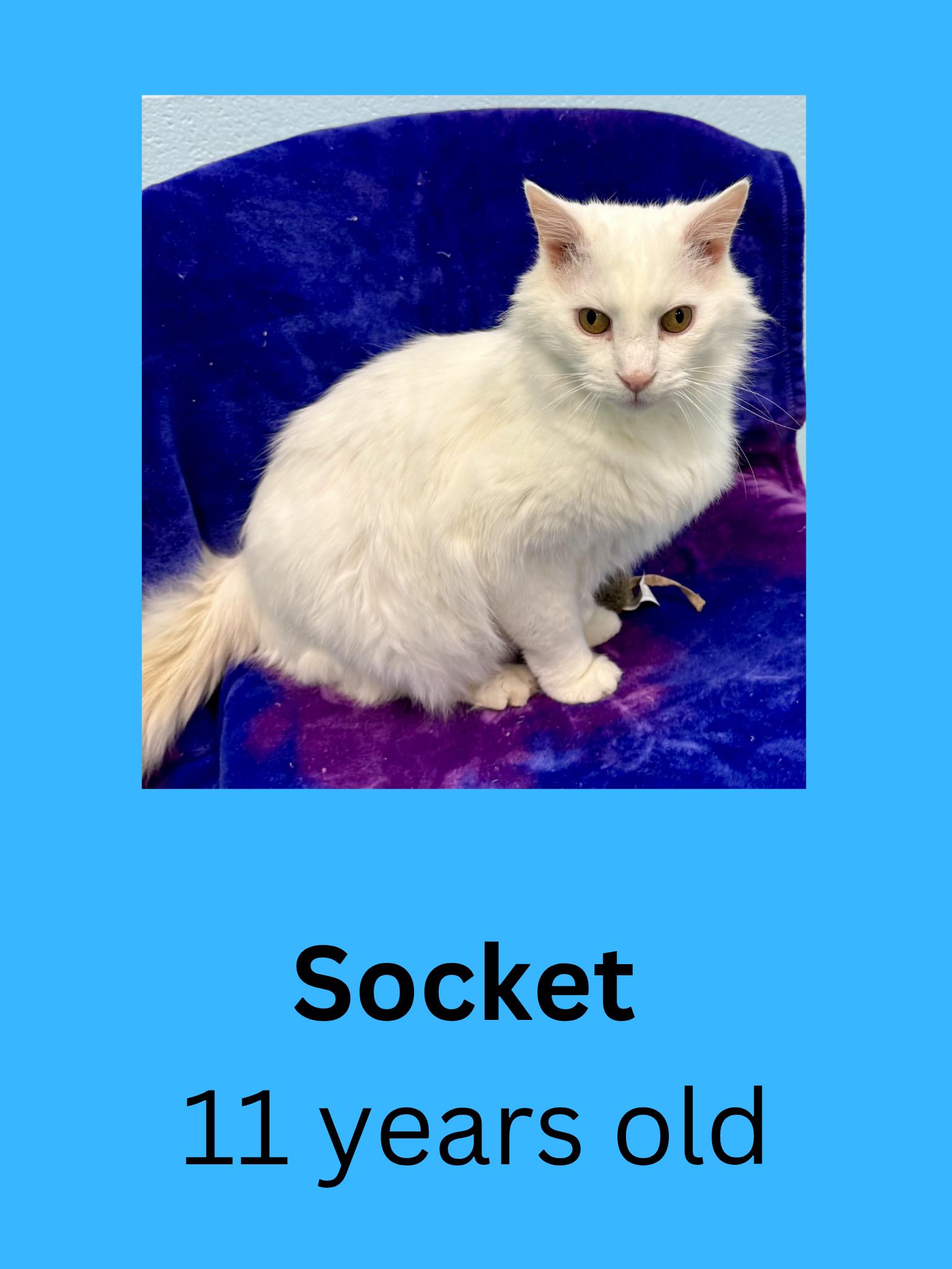 Enlarge Socket, a ADOPTABLE Domestic Long Hair in Ravenna, OH image 1/1