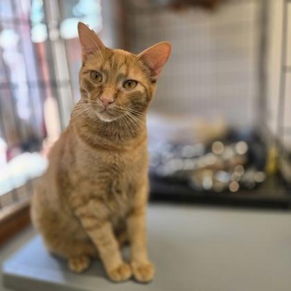 Castiel, Adoptable, Young Male Domestic Short Hair & Domestic Short Hair.