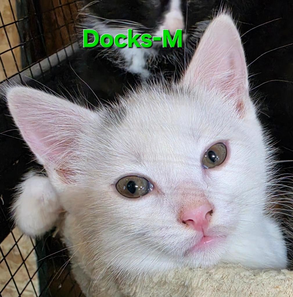 Enlarge Docks, a Adopted Domestic Short Hair in Cloquet, MN image 1/2