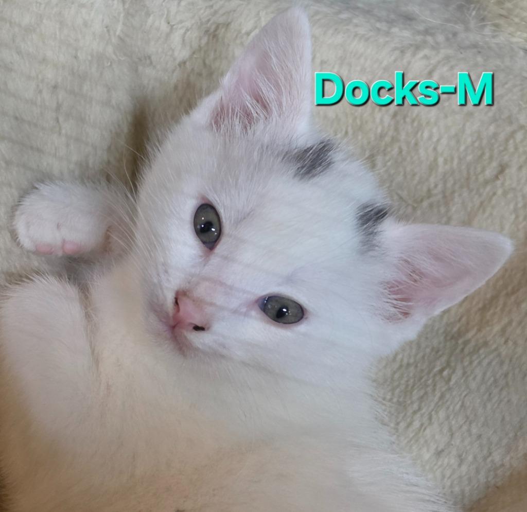 Enlarge Docks, a Adopted Domestic Short Hair in Cloquet, MN image 2/2