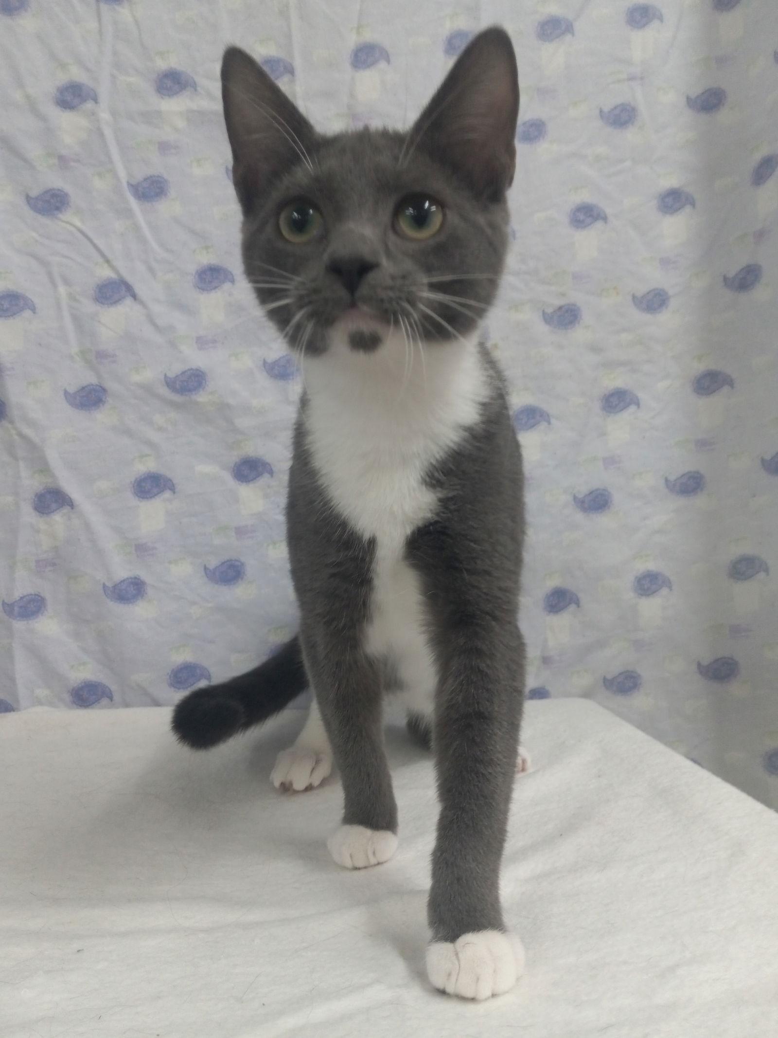 Sage, Adoptable, Young Female Domestic Short Hair.