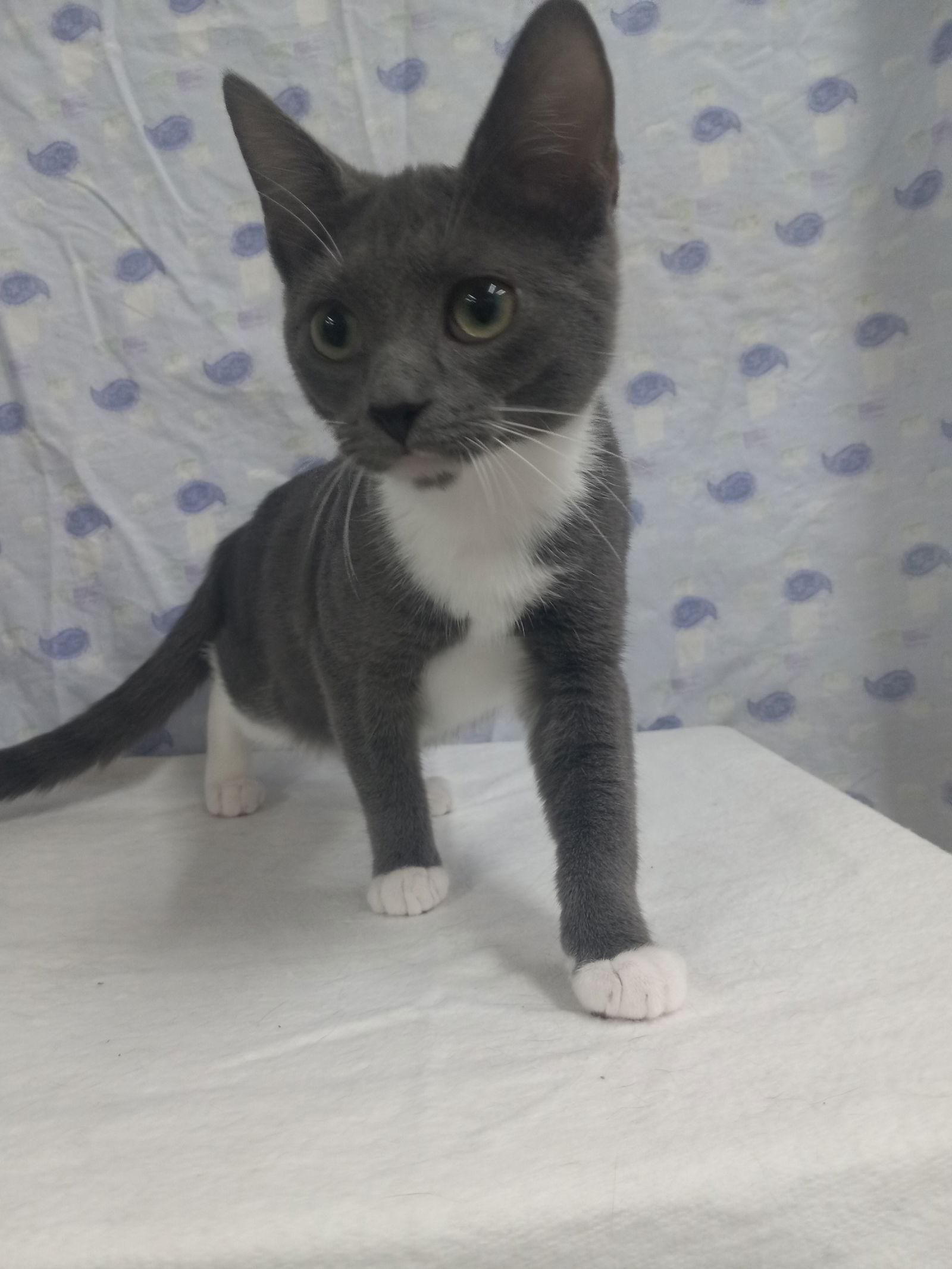 Enlarge Sage, a Adoptable Domestic Short Hair in Winton, NC image 2/3