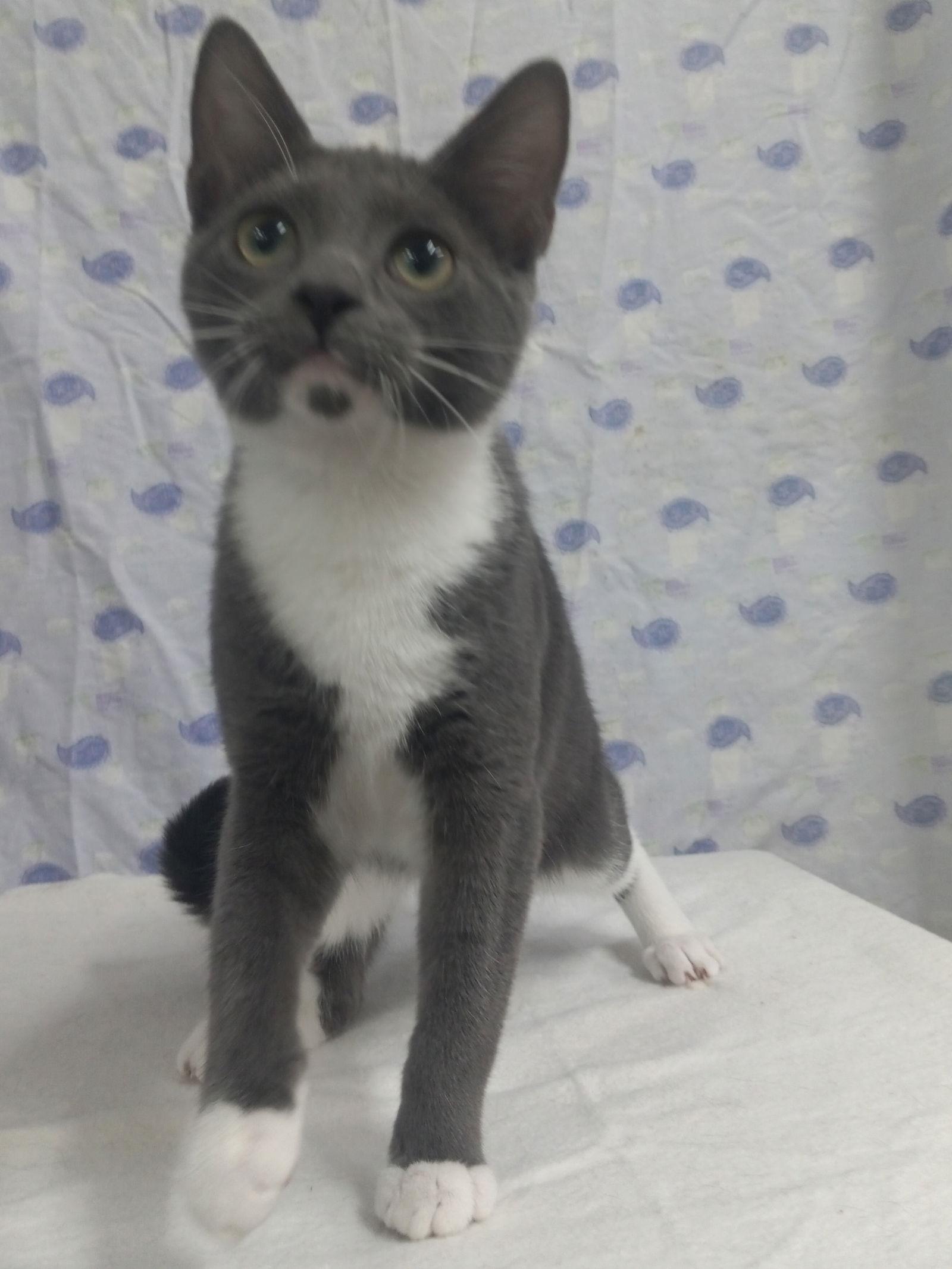 Enlarge Sage, a Adoptable Domestic Short Hair in Winton, NC image 3/3