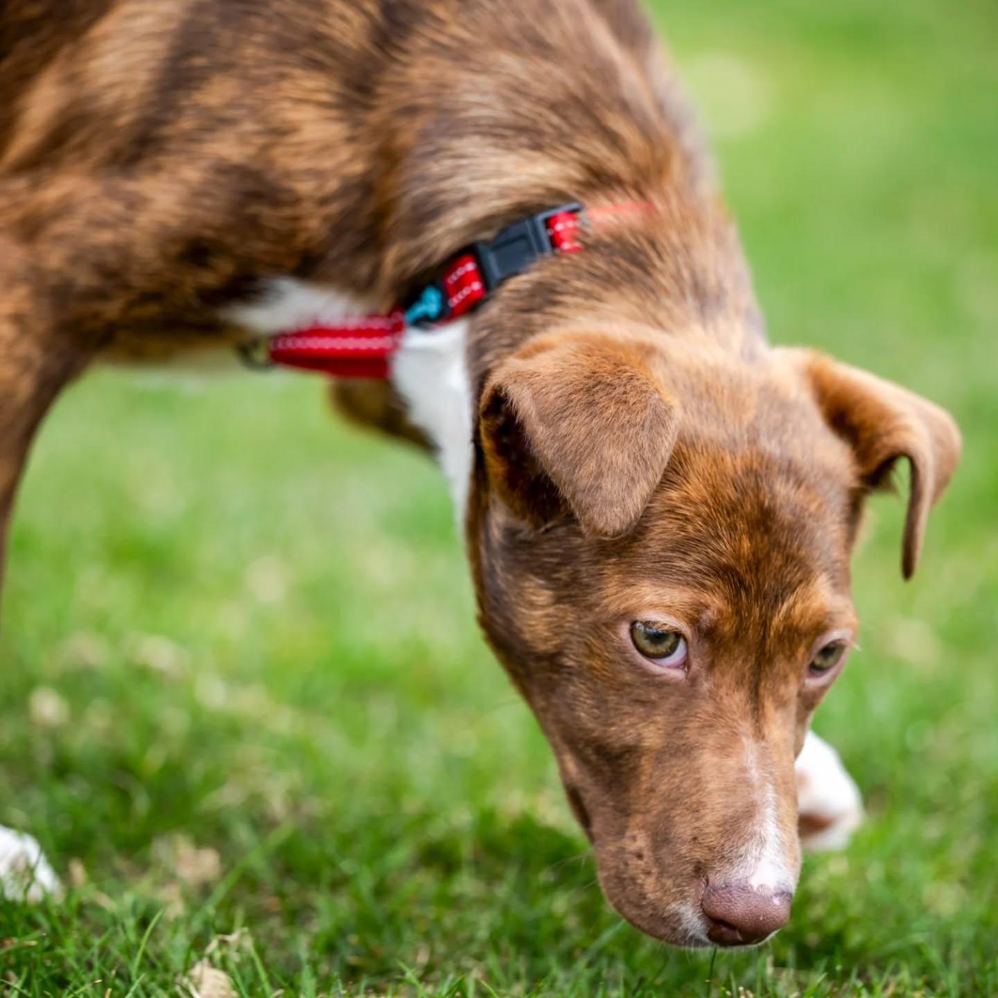 Enlarge Maui, a Adoptable mixed breed in HANSON, MA image 2/4