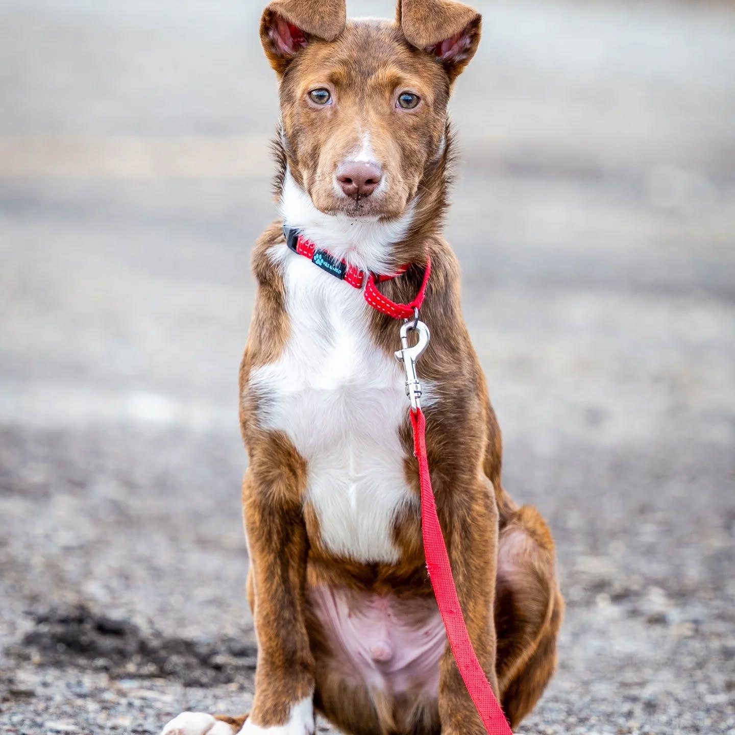 Enlarge Maui, a Adoptable mixed breed in HANSON, MA image 1/4