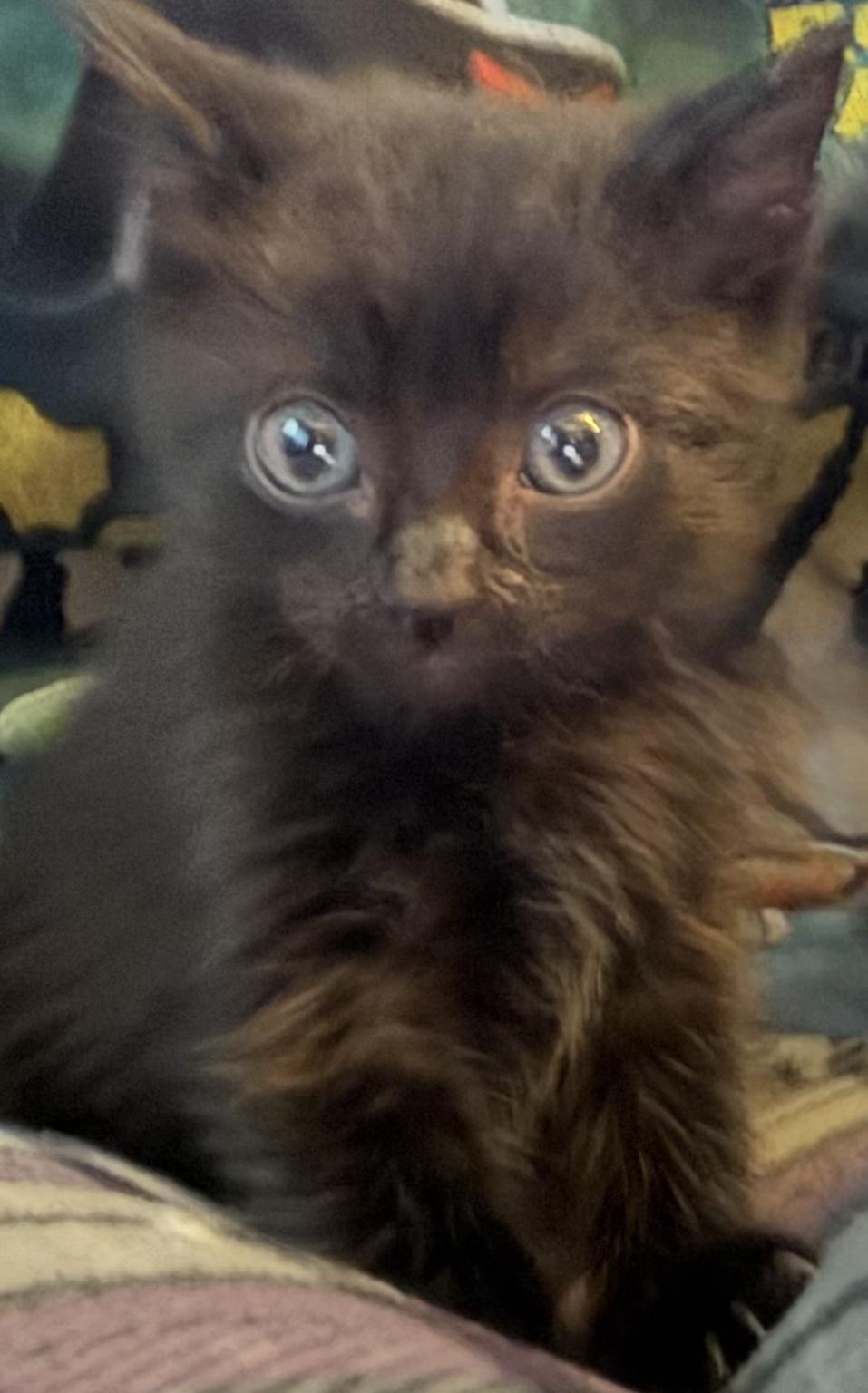 Rascal, ADOPTABLE, Kitten Female Domestic Short Hair.