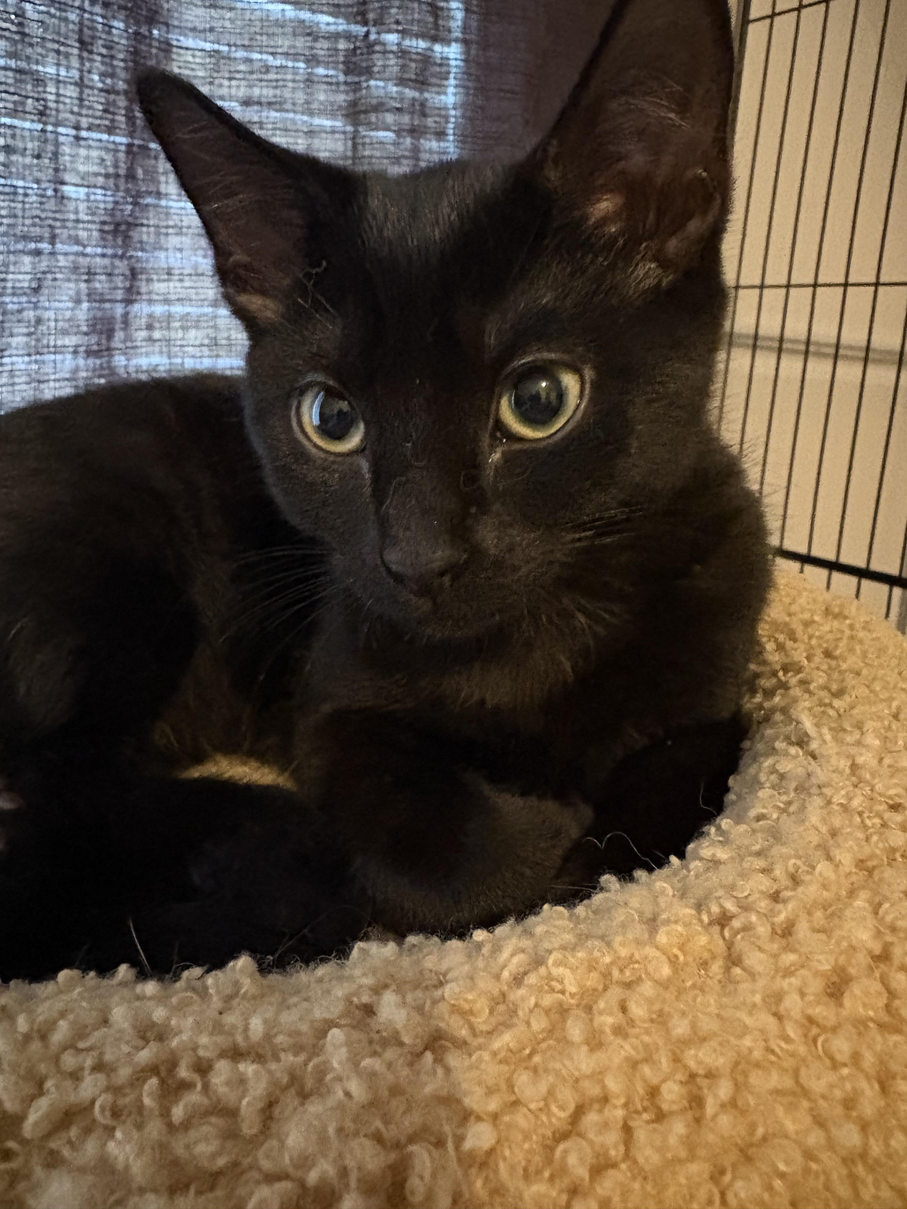 Enlarge Rascal, a Adoptable Domestic Short Hair in Granite Falls, NC image 2/2