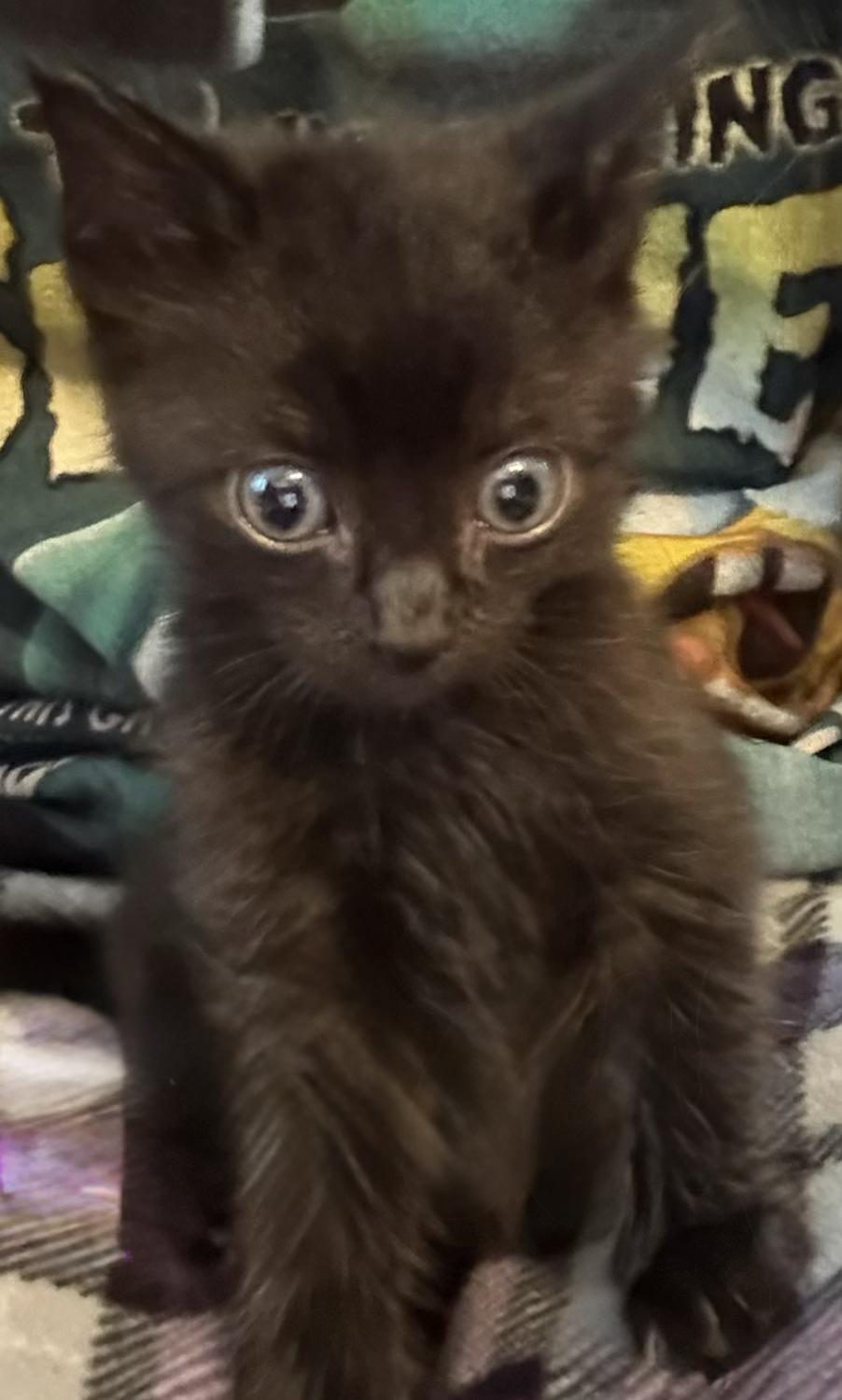 Enlarge Rascal, a ADOPTABLE Domestic Short Hair in Granite Falls, NC image 3/6