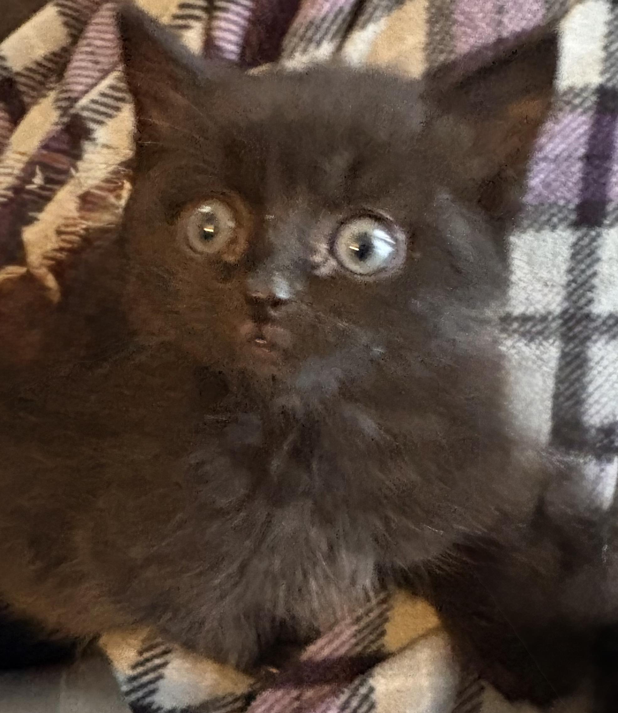 Enlarge Rascal, a ADOPTABLE Domestic Short Hair in Granite Falls, NC image 2/6