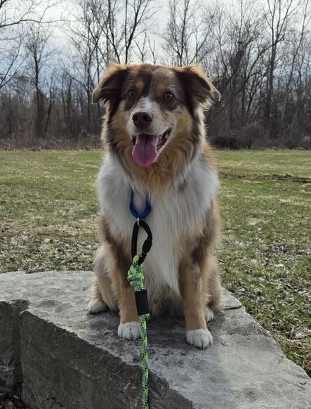 Enlarge 1099 Monte, a Adoptable Australian Shepherd in Ringwood, IL image 2/6