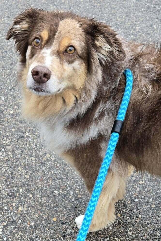 1099 Monte, Adoptable, Adult Male Australian Shepherd.