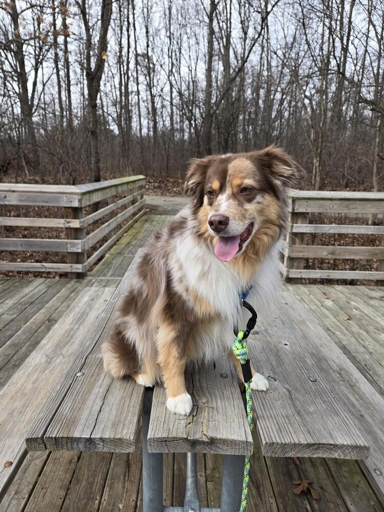 Enlarge 1099 Monte, a Adoptable Australian Shepherd in Ringwood, IL image 4/6