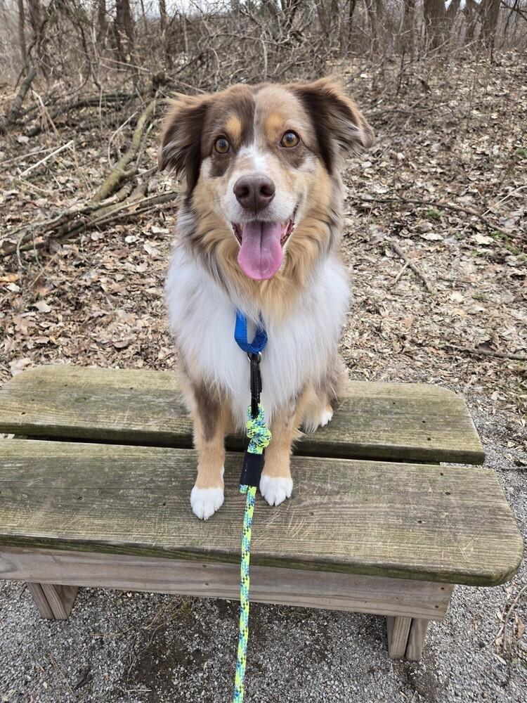 Enlarge 1099 Monte, a Adoptable Australian Shepherd in Ringwood, IL image 5/6