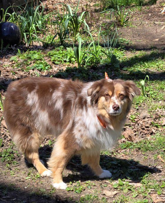 Enlarge 1099 Monte, a Adoptable Australian Shepherd in Ringwood, IL image 6/6