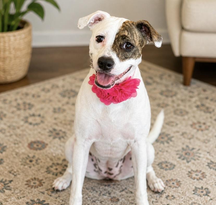 Peanut, adopted, Young Female Boxer & Miniature Poodle.