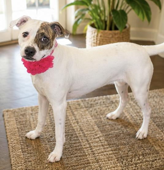 Peanut, an adopted mixed breed in Phoenix, AZ image 2/4