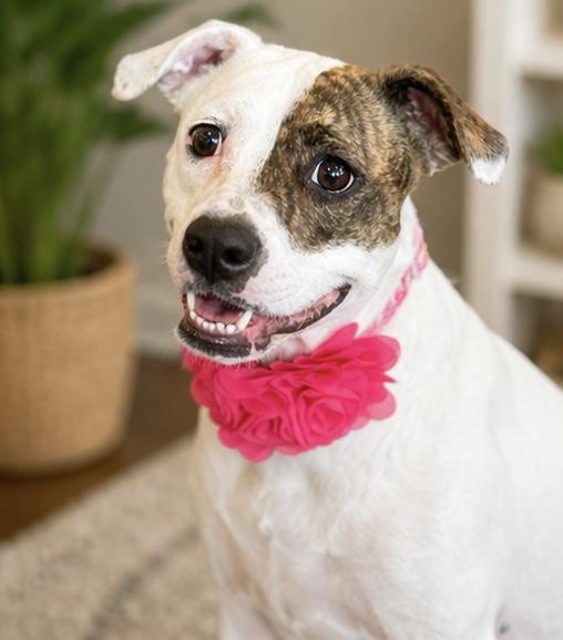 Peanut, an adopted mixed breed in Phoenix, AZ image 3/4