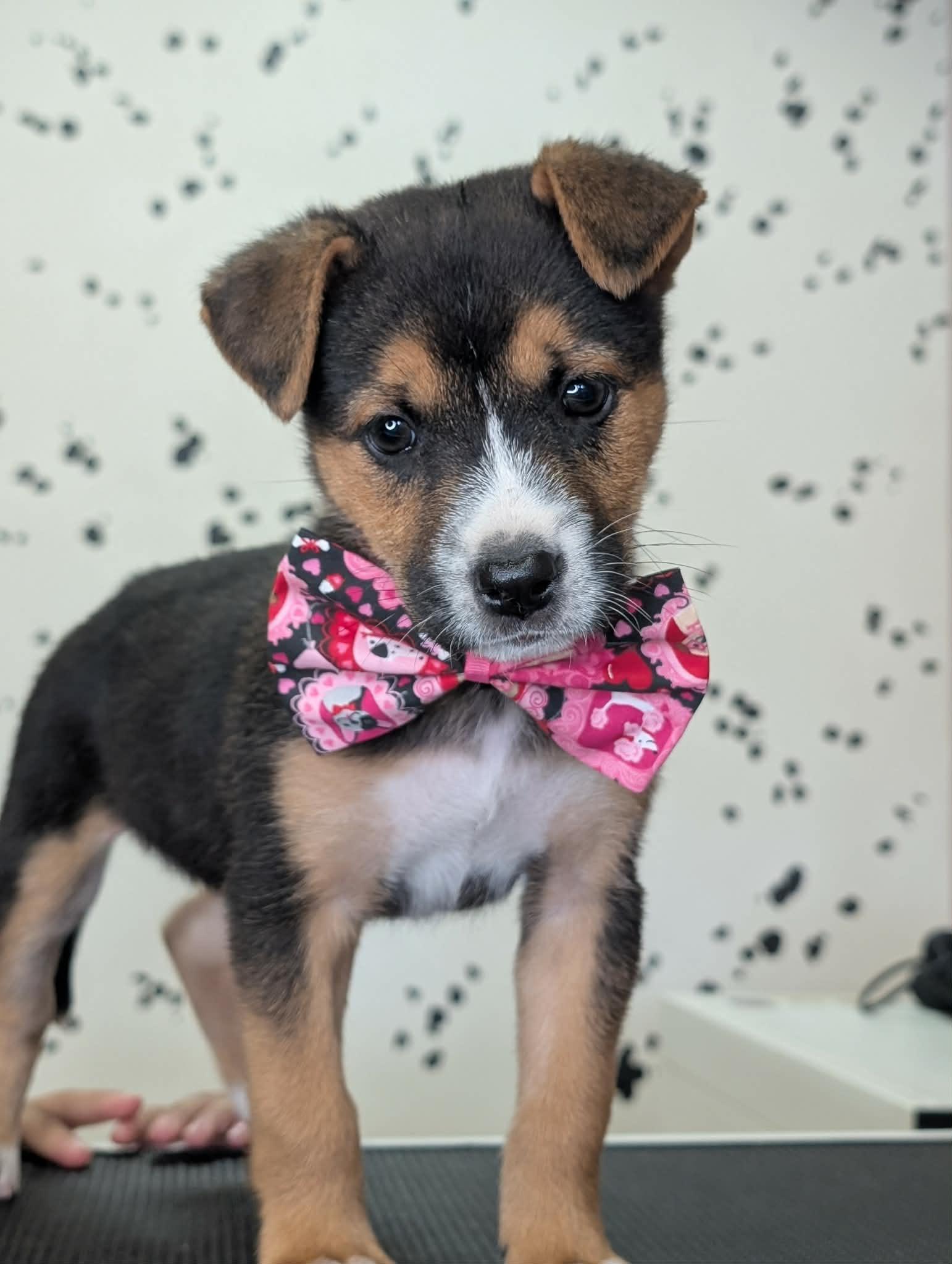 Raisin, ADOPTABLE, Puppy Female Jack Russell Terrier & Rat Terrier.