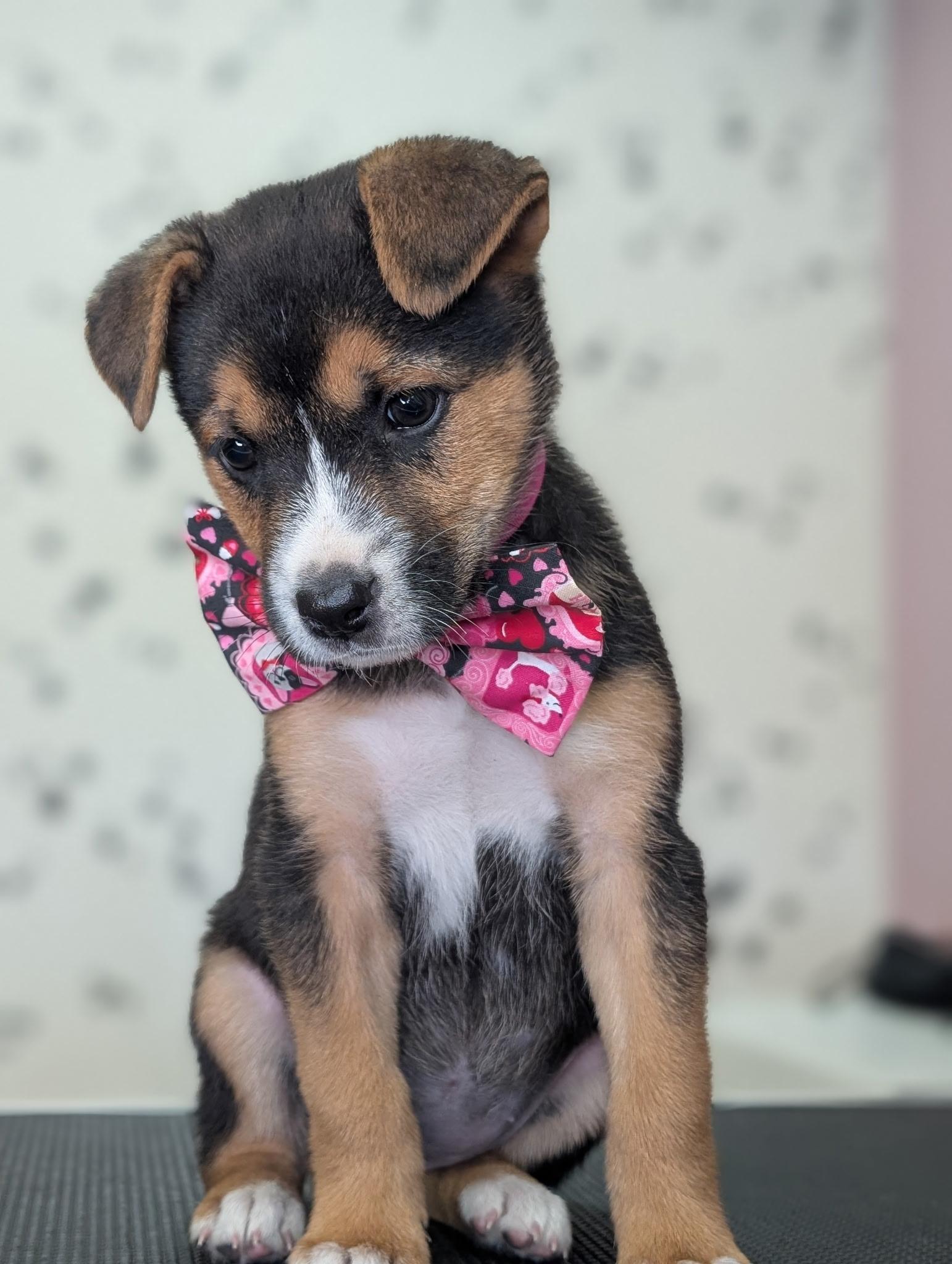 Raisin, a ADOPTABLE mixed breed in Van Nuys, CA image 3/5