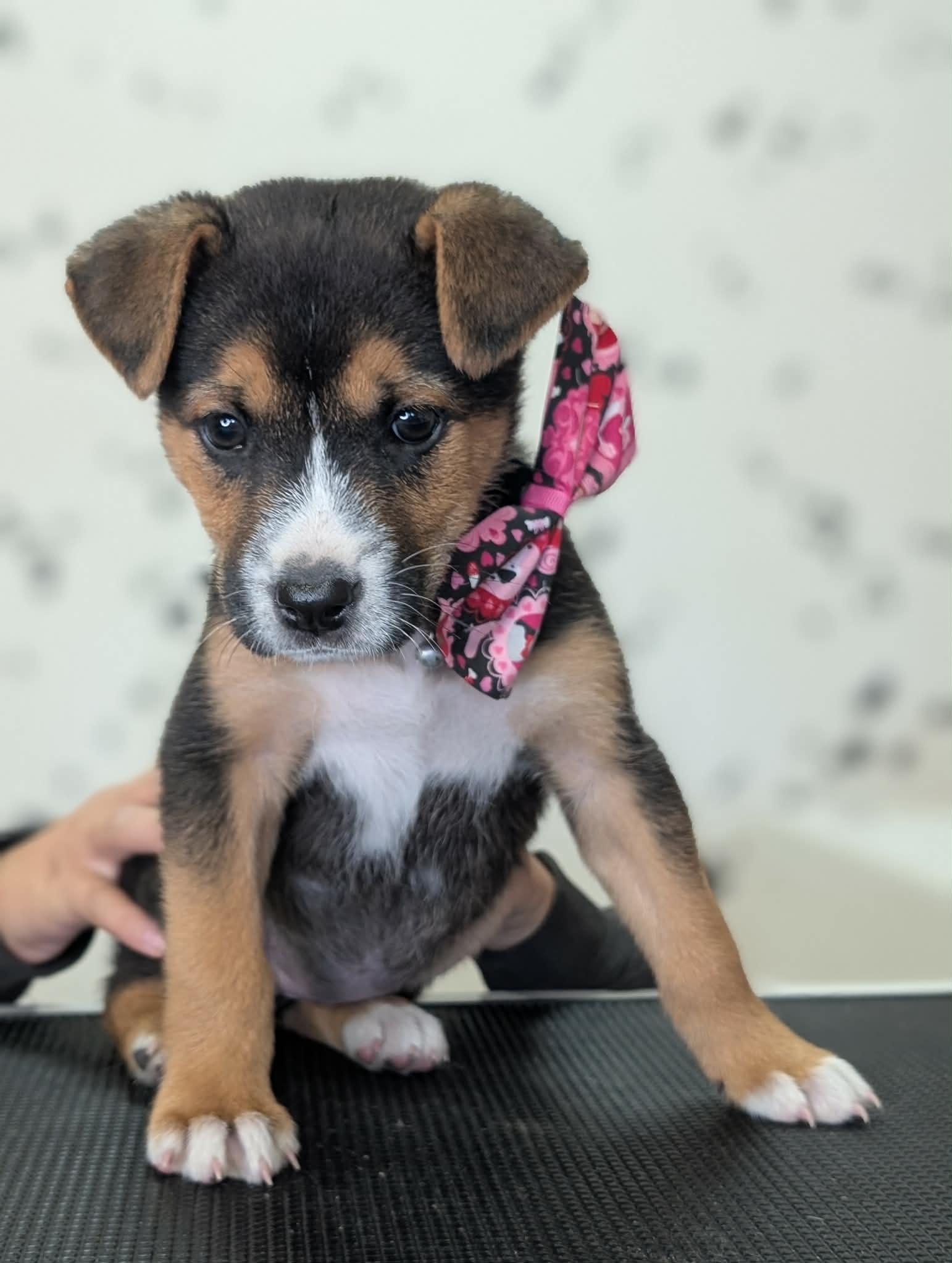 Raisin, a ADOPTABLE mixed breed in Van Nuys, CA image 4/5