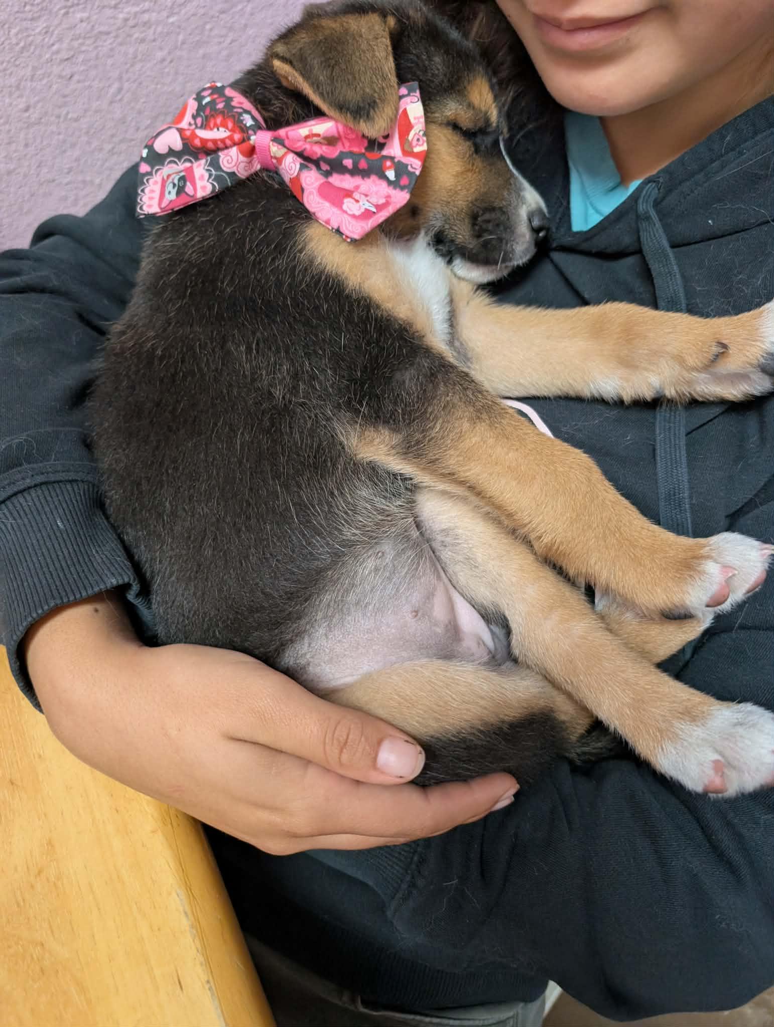 Raisin, a ADOPTABLE mixed breed in Van Nuys, CA image 5/5