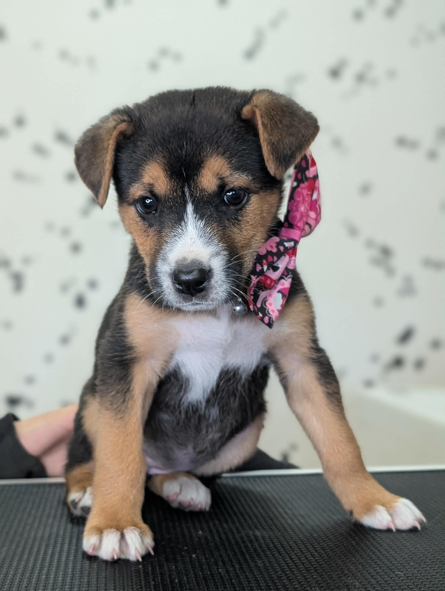 Raisin, a ADOPTABLE mixed breed in Van Nuys, CA image 2/5