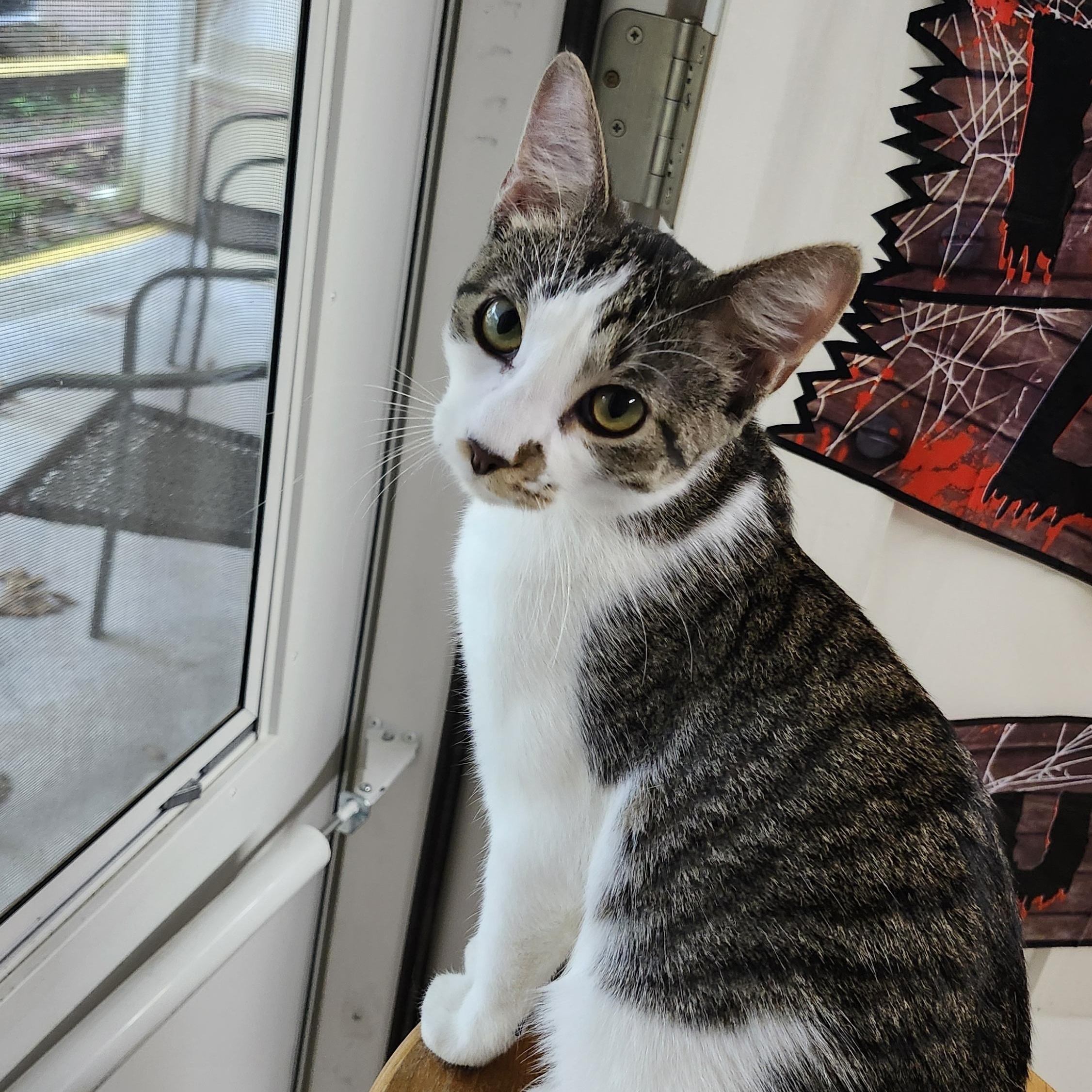 S'mores, a Adoptable Tabby in Tahlequah, OK image 2/4