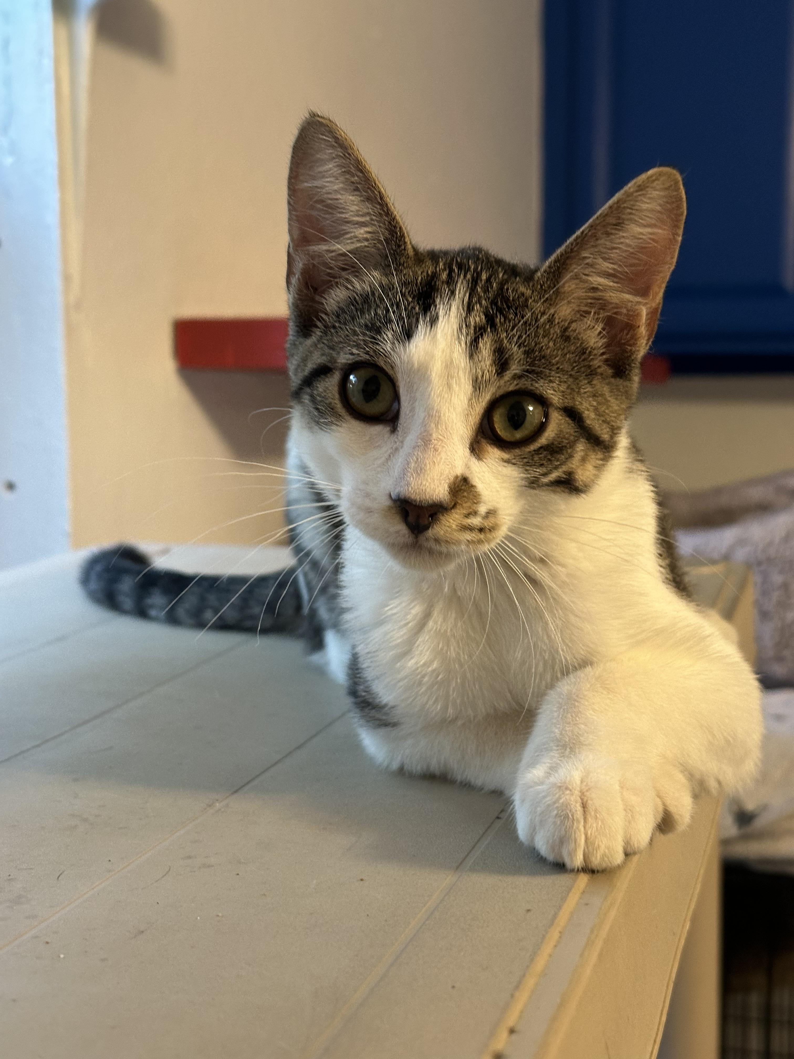 S'mores, Adoptable, Young Male Tabby.