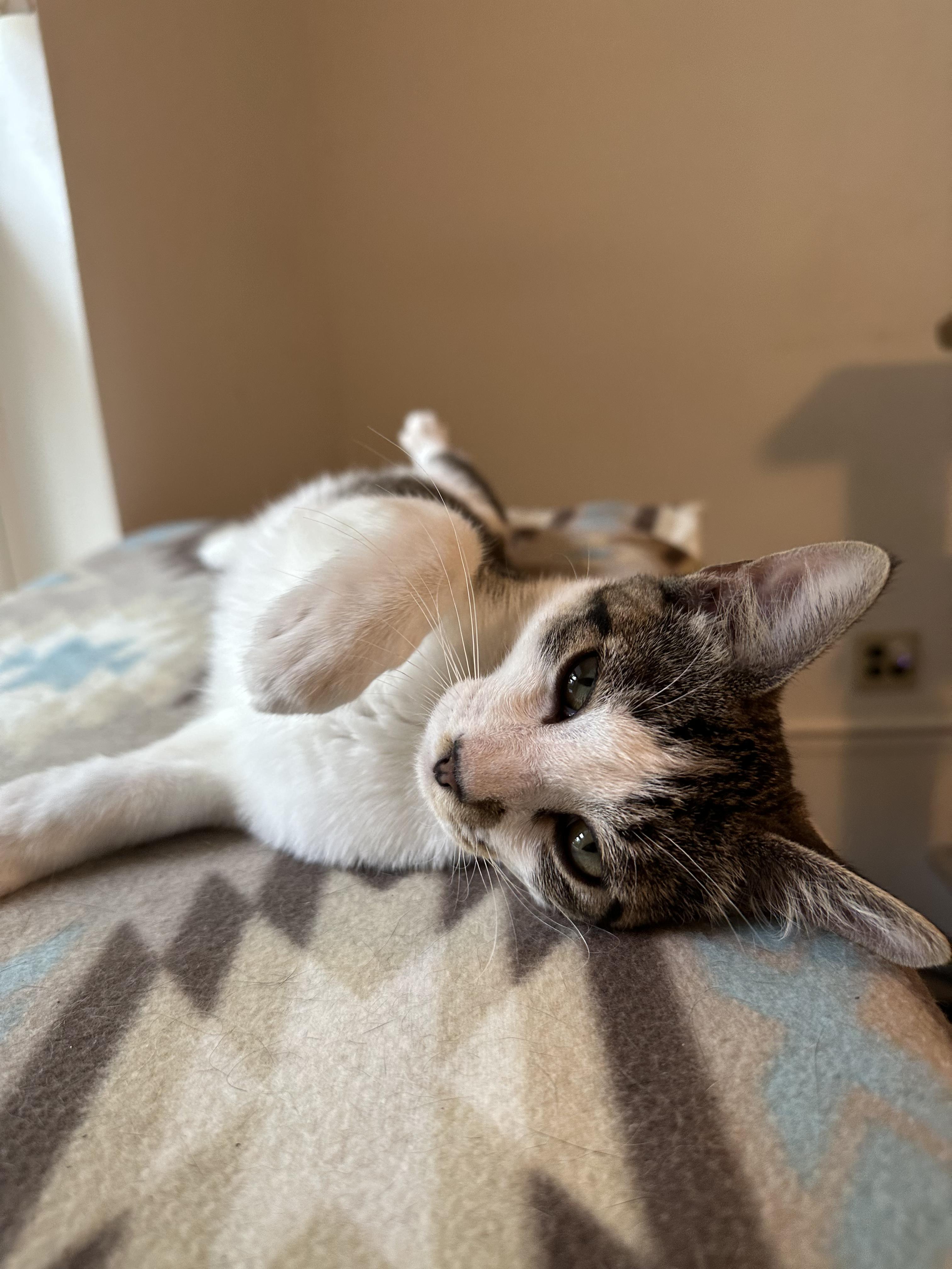 S'mores, a Adoptable Tabby in Tahlequah, OK image 3/4