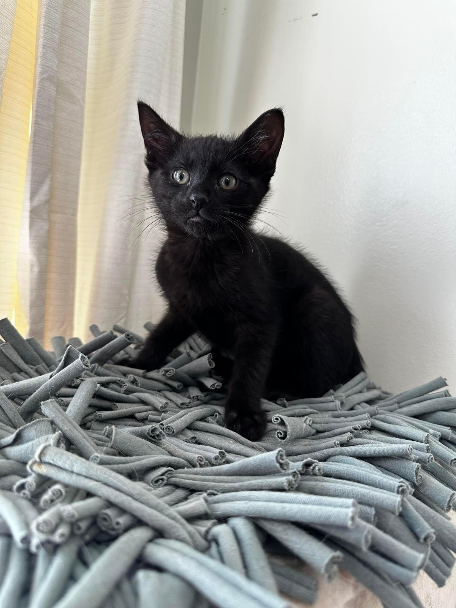 Cat for adoption Green Bean, a Domestic Short Hair Mix in Gladstone