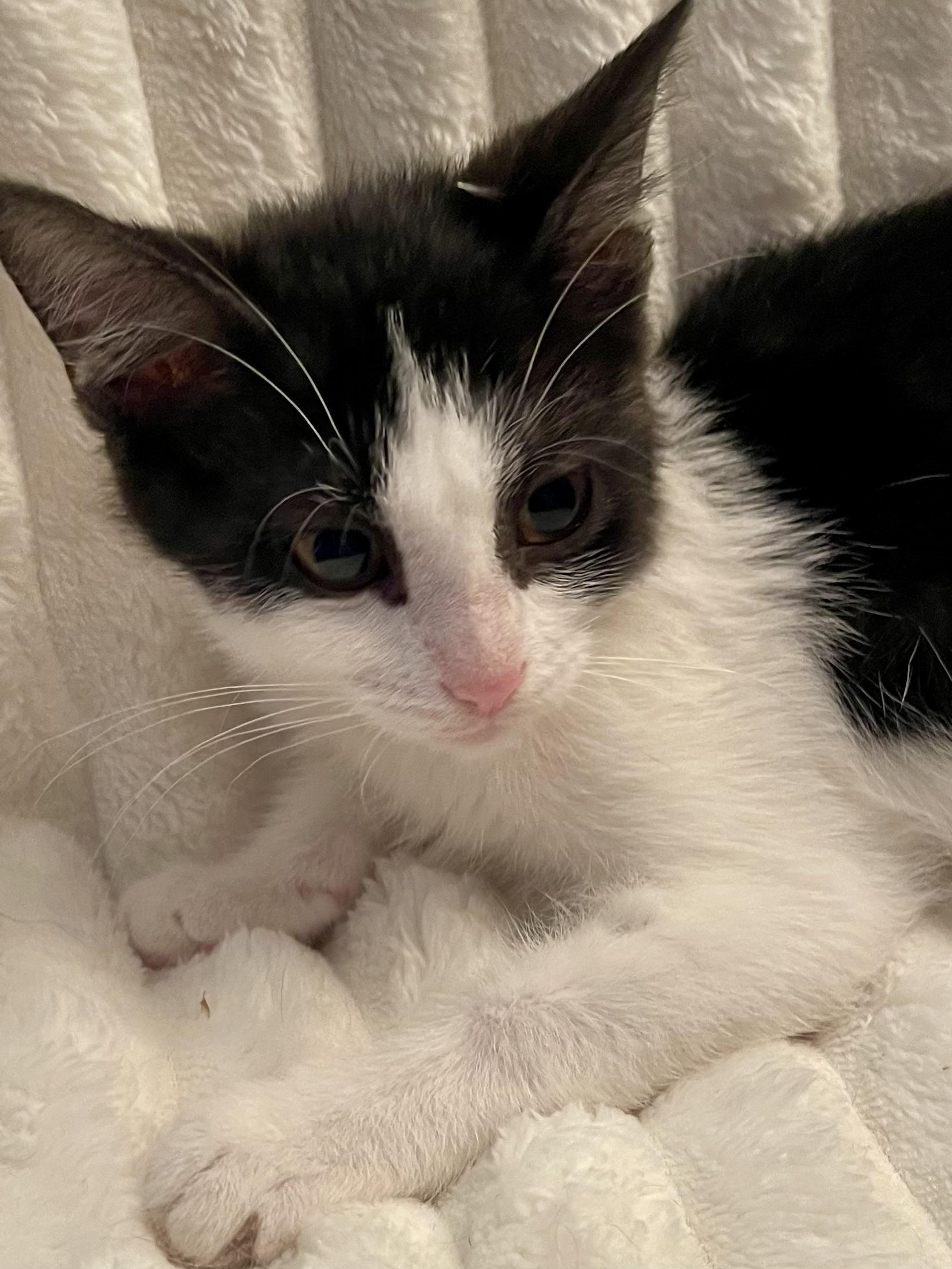 Enlarge Shandy, a Adoptable Domestic Short Hair in Belvidere, IL image 1/4