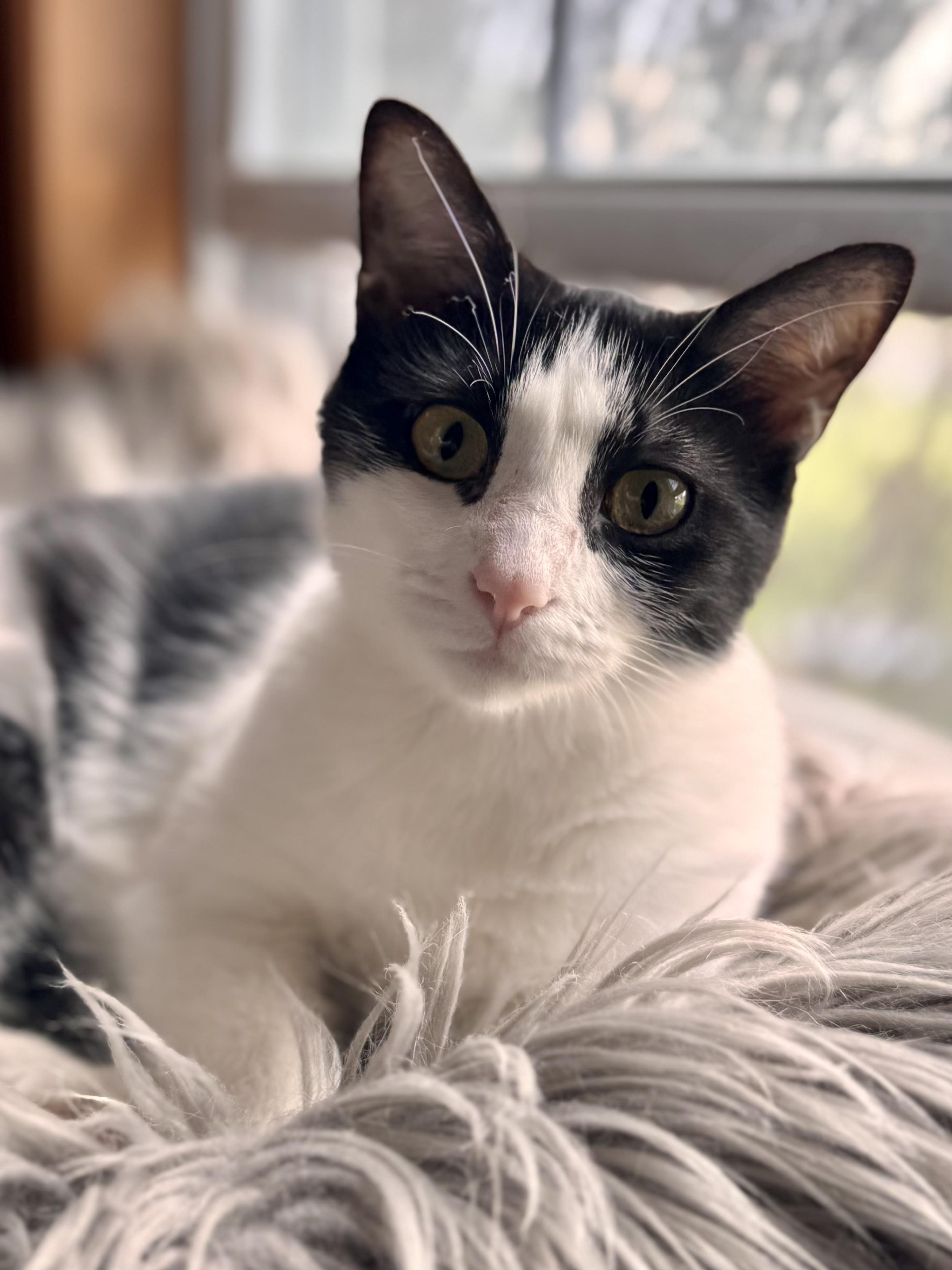 Shandy, Adoptable, Kitten Female Domestic Short Hair & Tuxedo.