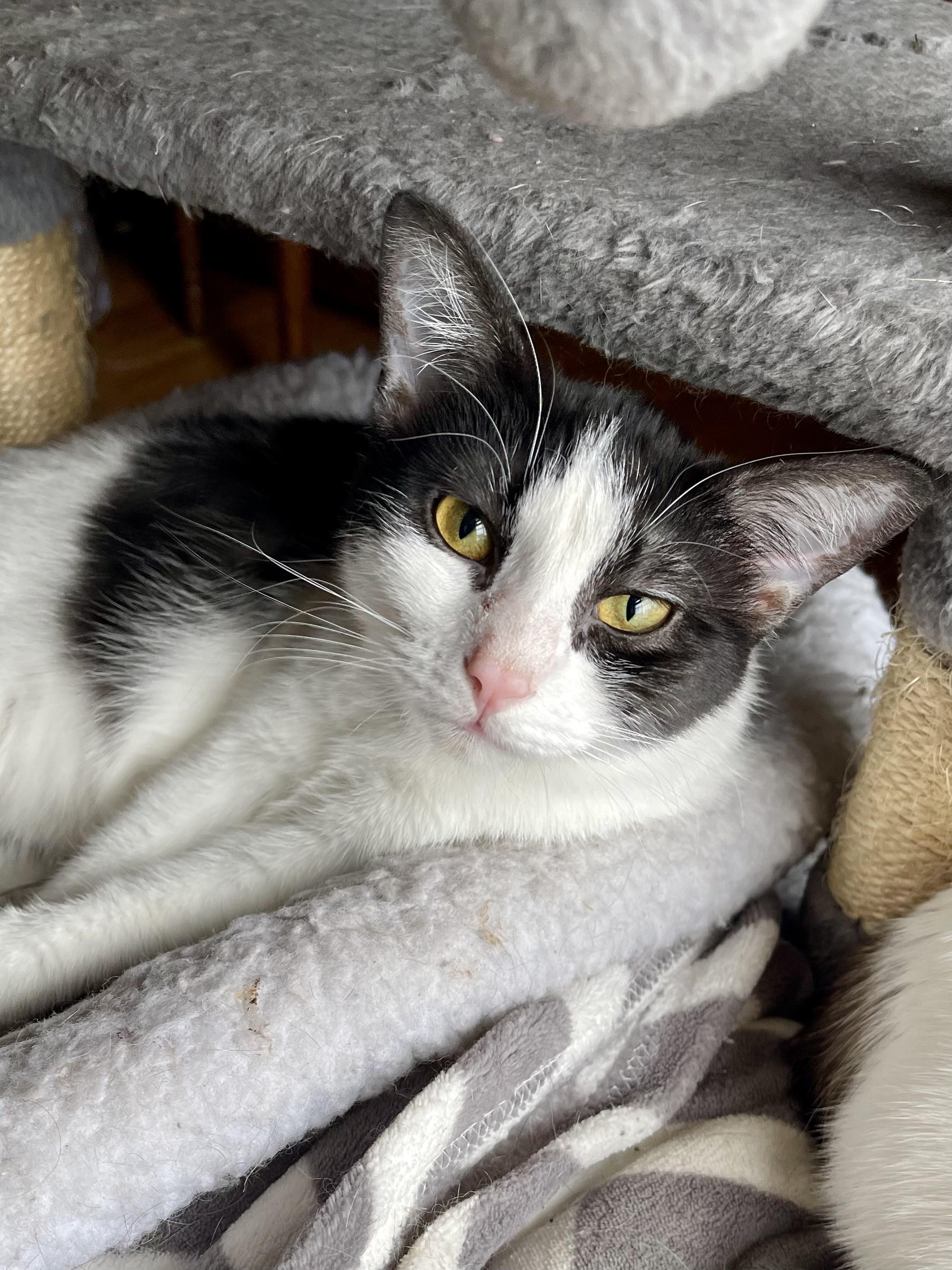 Shandy, Adoptable, Kitten Female Domestic Short Hair & Tuxedo.