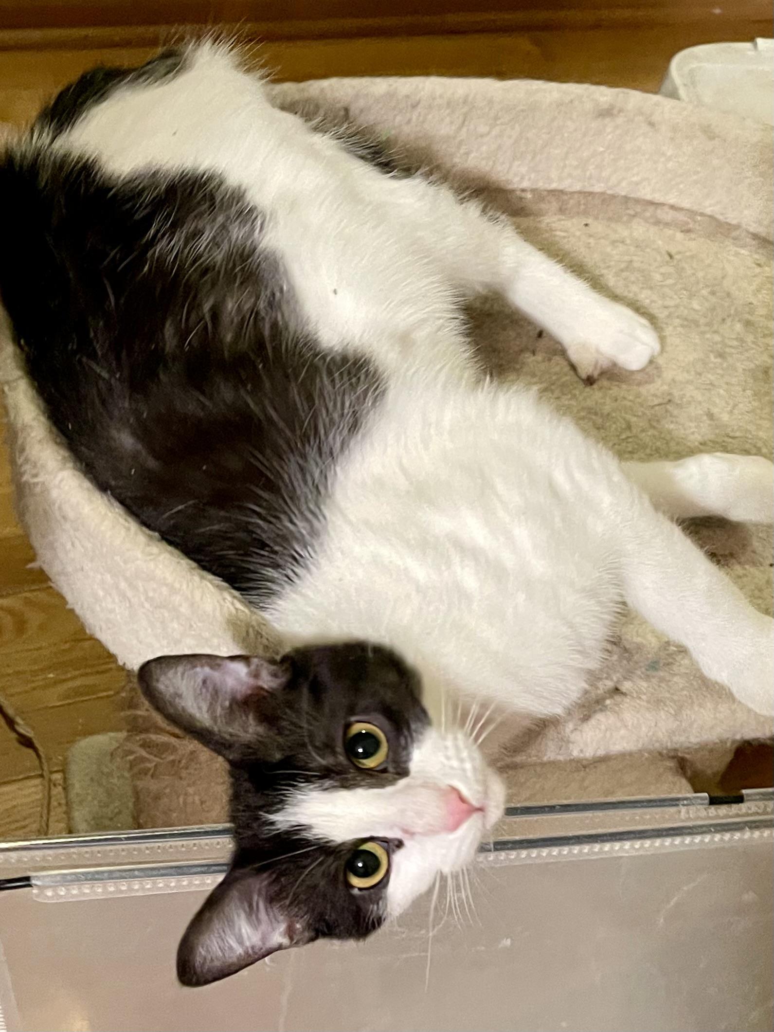 Enlarge Shandy, a Adoptable mixed breed in Belvidere, IL image 3/5