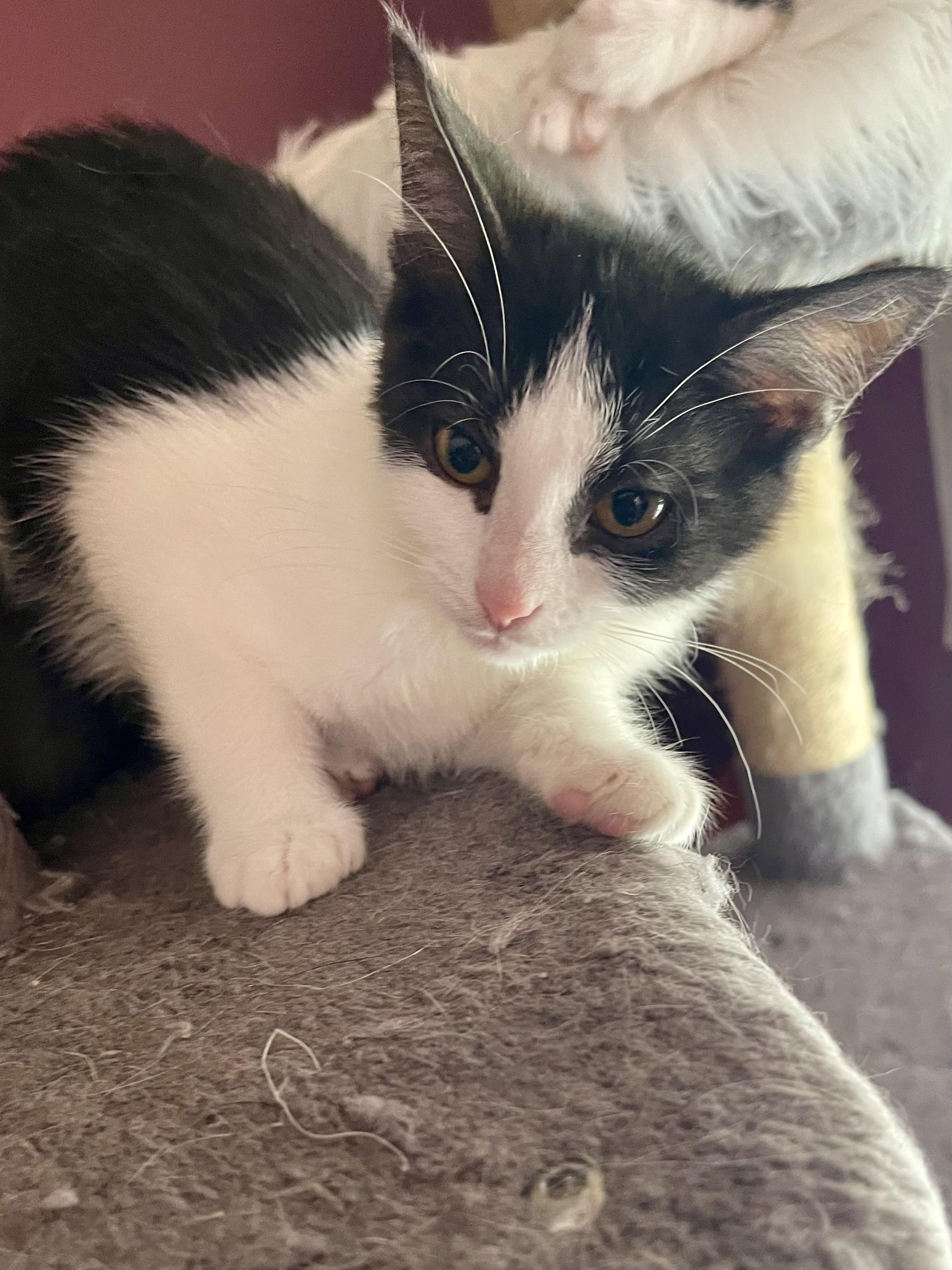 Enlarge Shandy, a Adoptable Domestic Short Hair in Belvidere, IL image 4/4