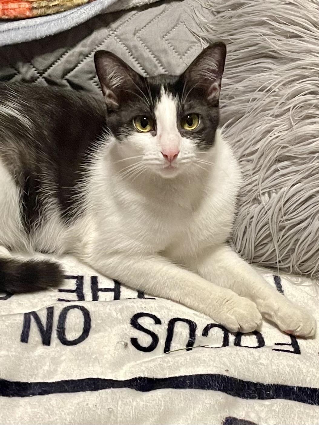 Enlarge Shandy, a Adoptable mixed breed in Belvidere, IL image 4/5