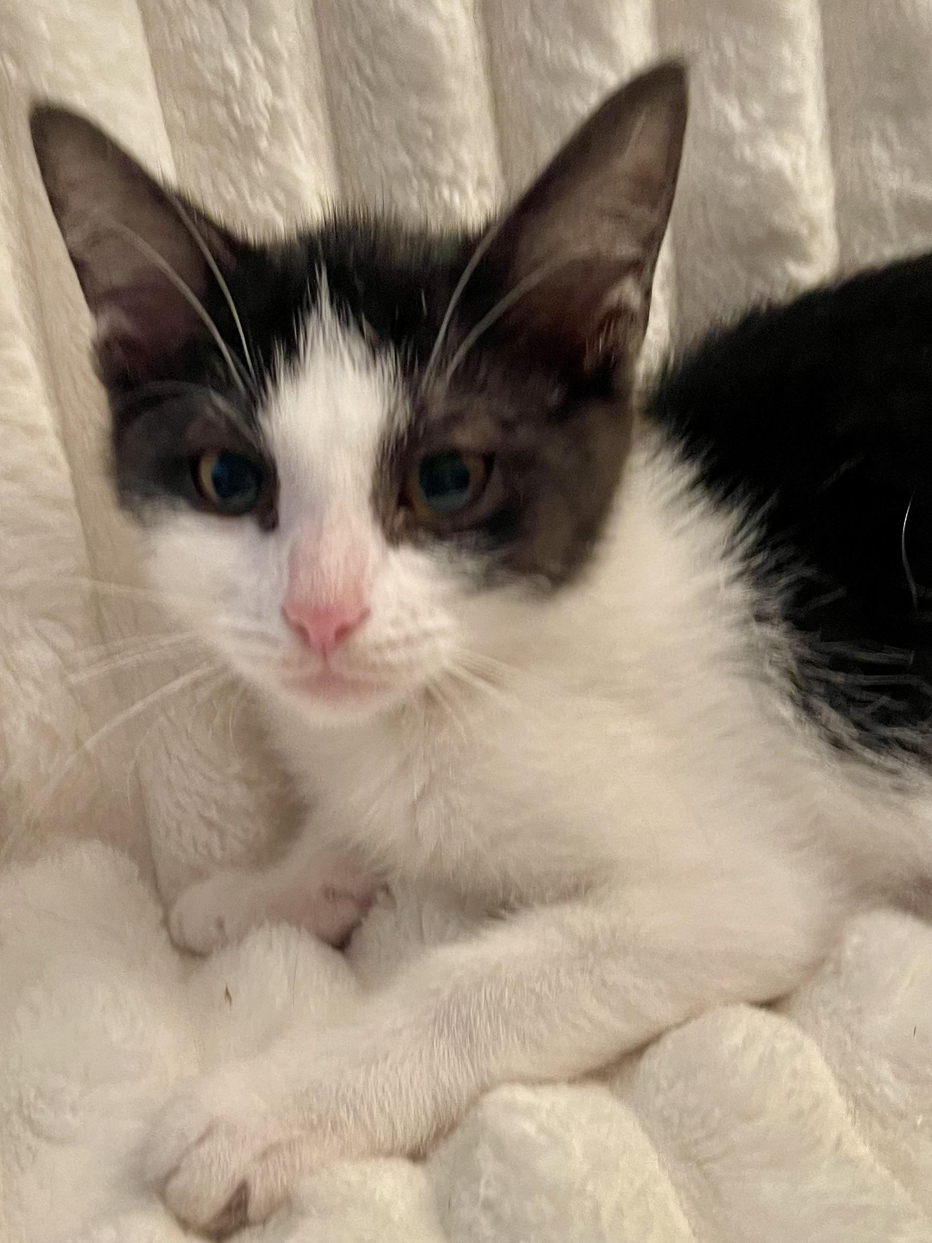 Enlarge Shandy, a Adoptable Domestic Short Hair in Belvidere, IL image 3/4