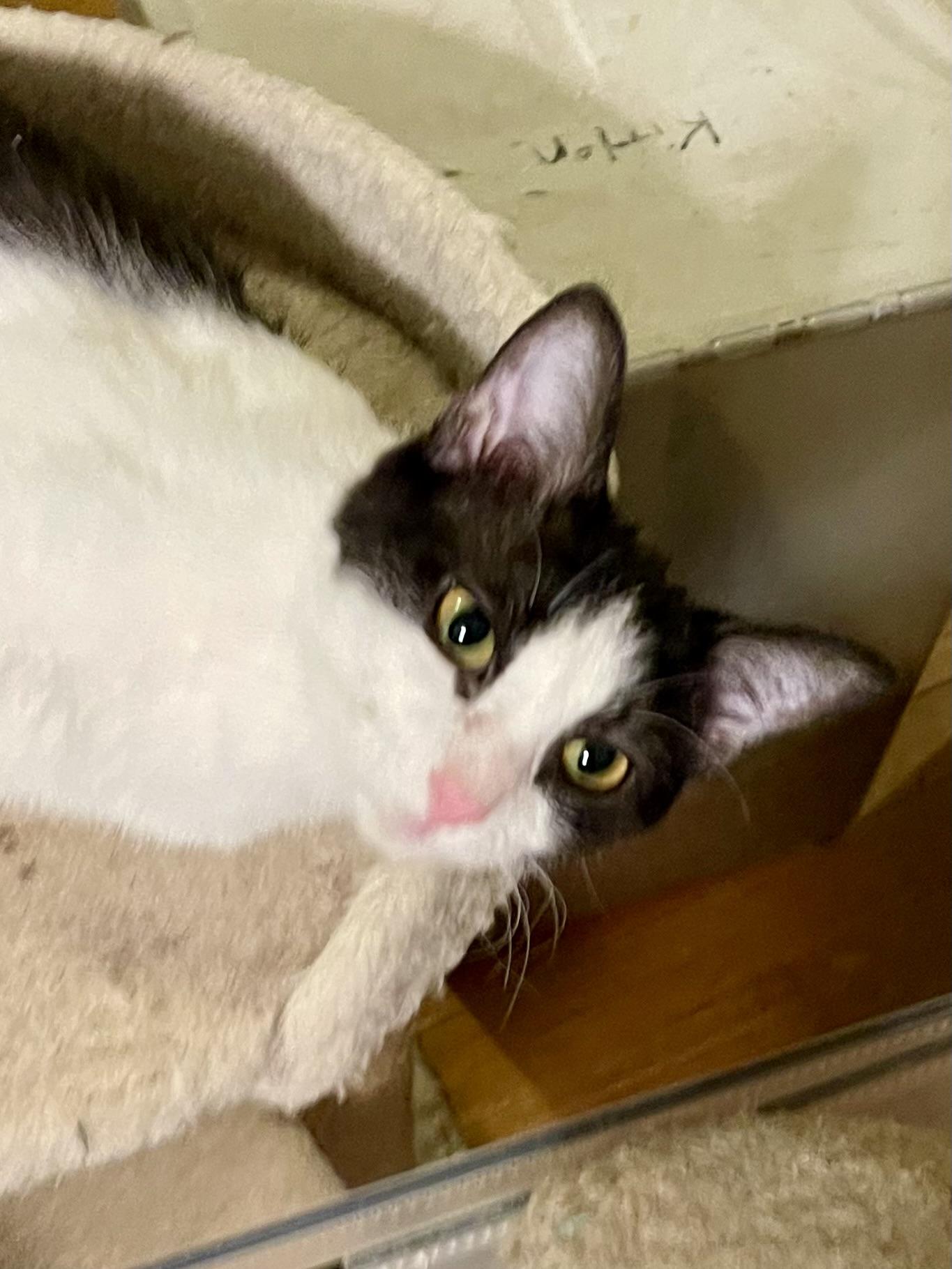 Enlarge Shandy, a Adoptable mixed breed in Belvidere, IL image 5/5