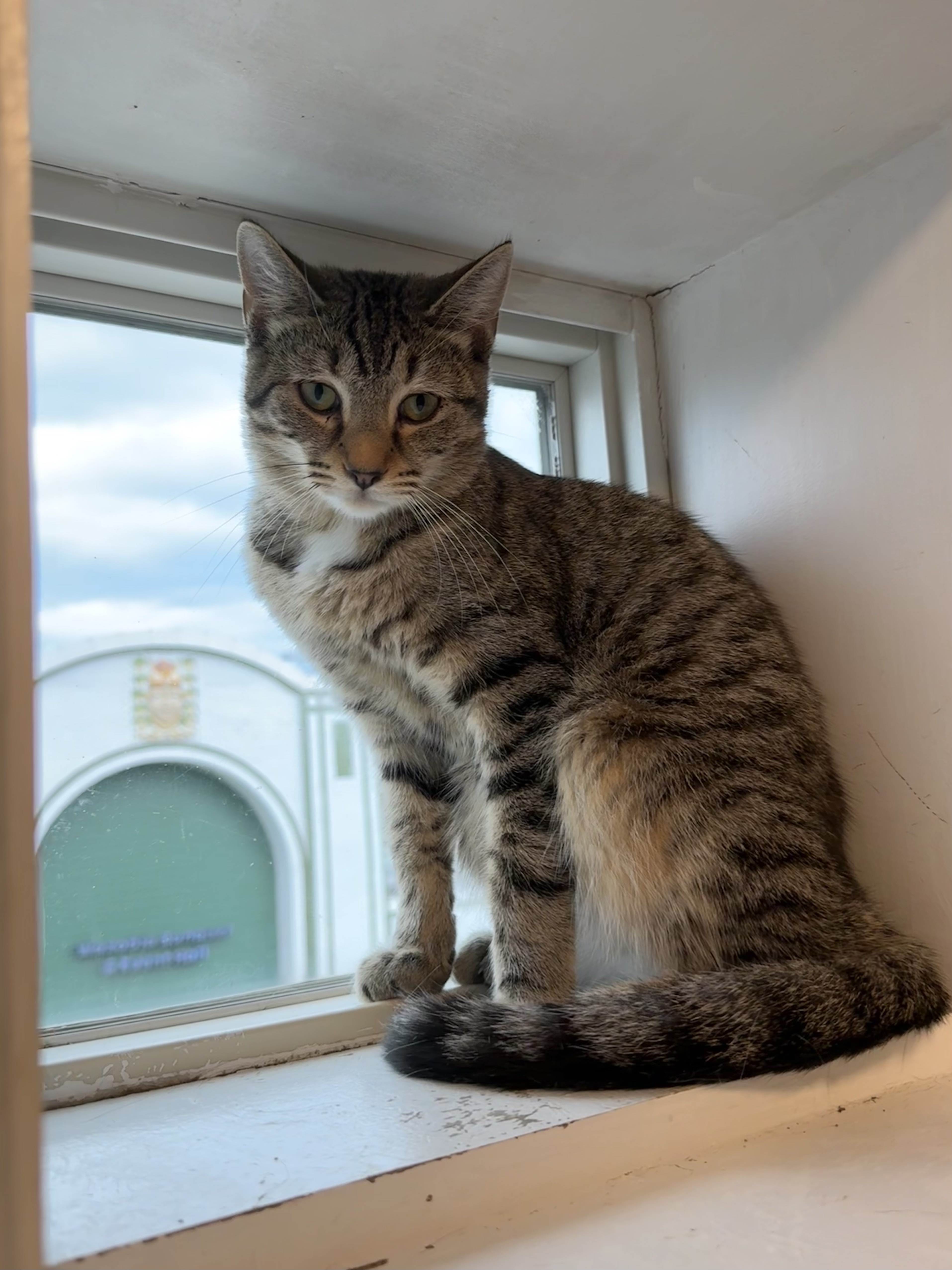 Muffler, a Adoptable Domestic Short Hair in Chicago, IL image 4/4