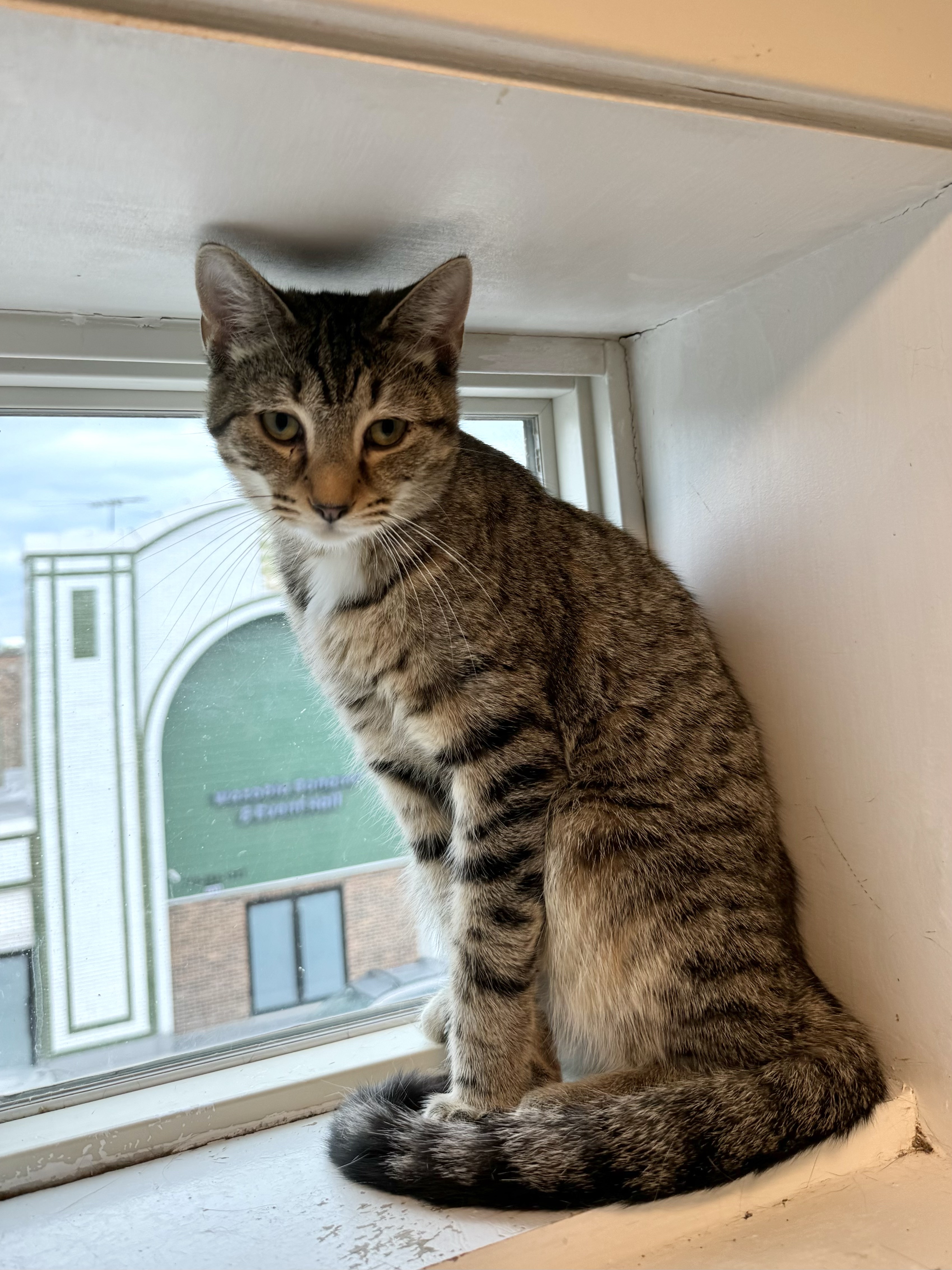 Muffler, a Adoptable Domestic Short Hair in Chicago, IL image 2/4