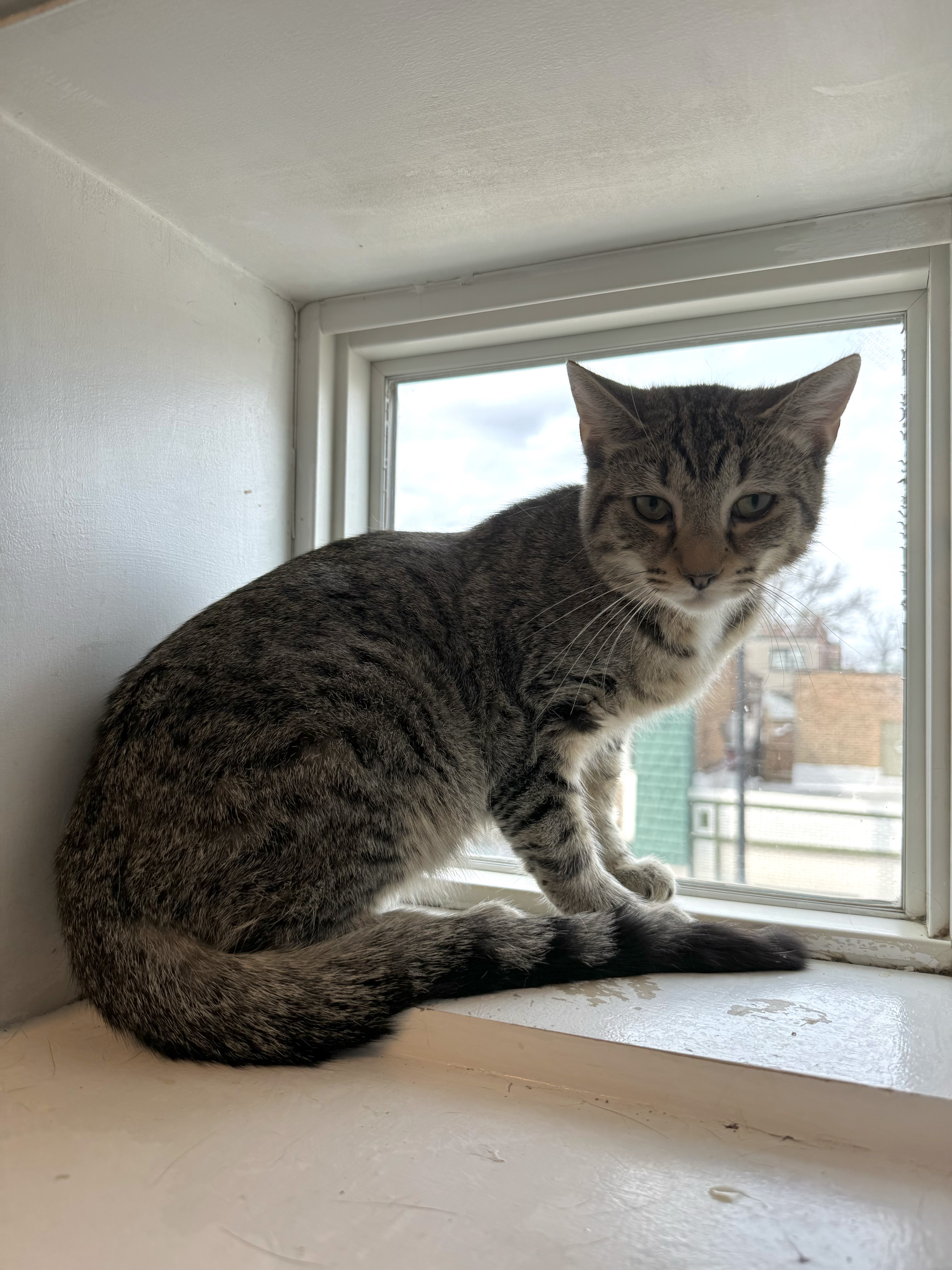 Muffler, a Adoptable Domestic Short Hair in Chicago, IL image 3/4