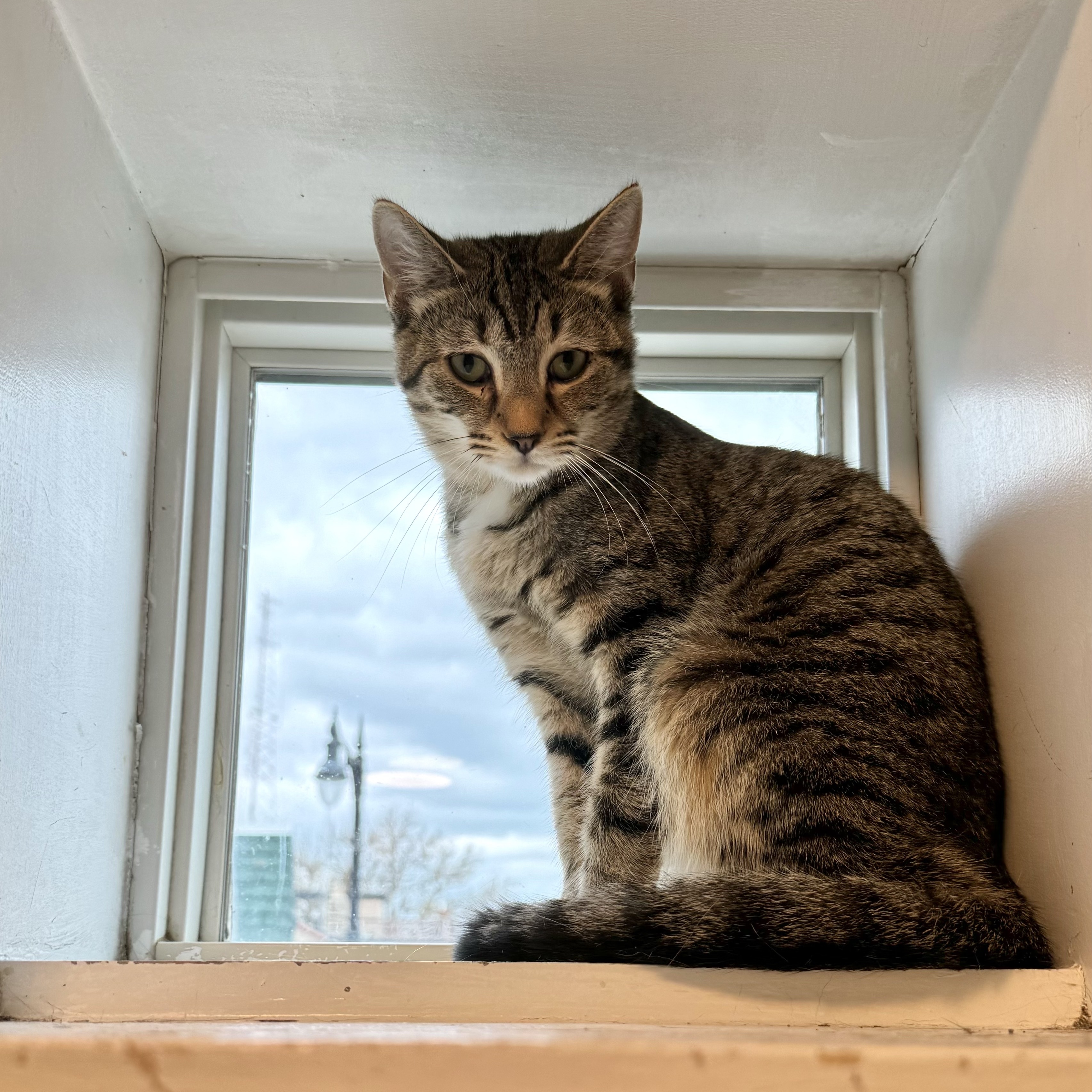 Muffler, a Adoptable Domestic Short Hair in Chicago, IL image 1/4