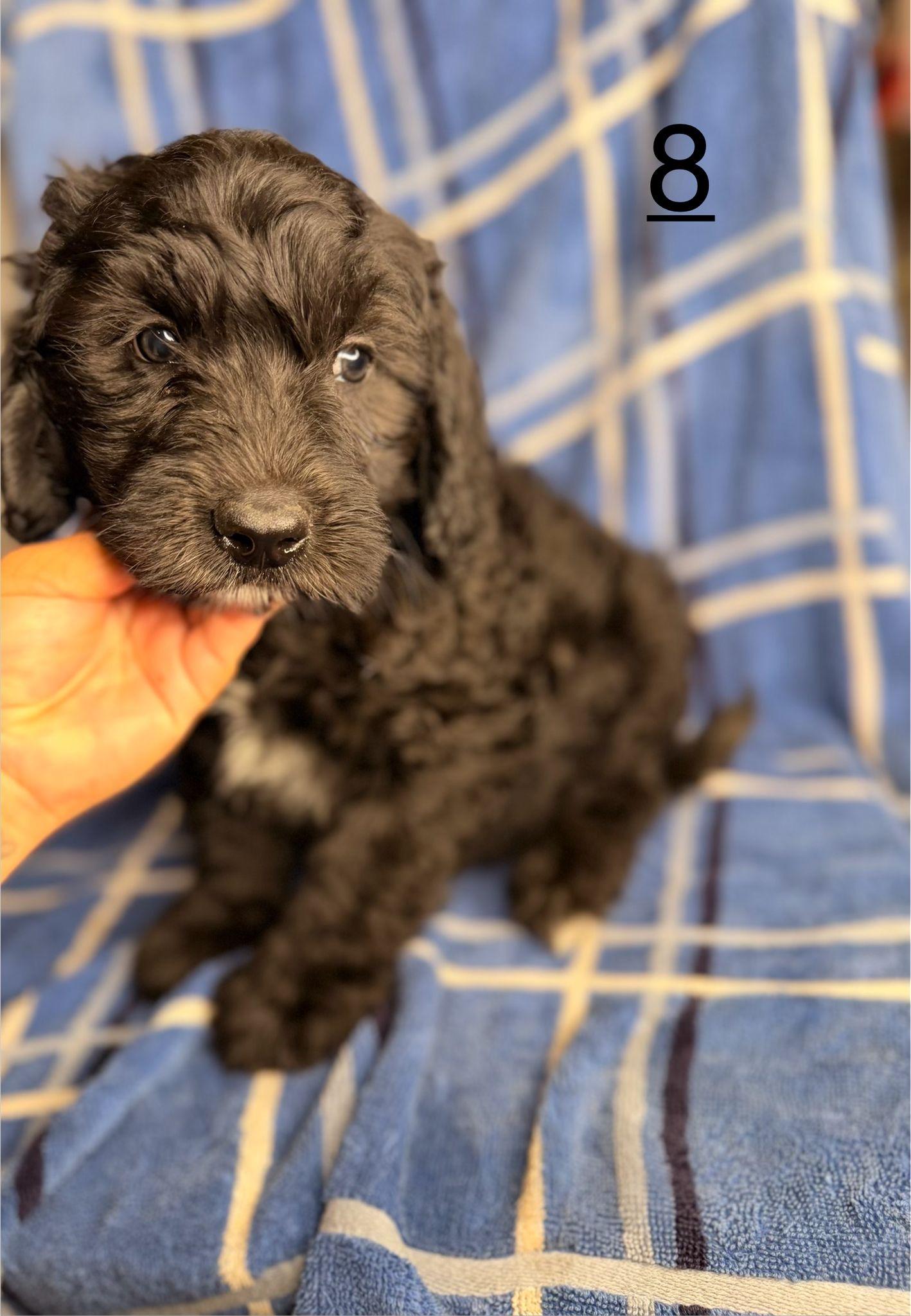 John, ADOPTABLE, Puppy Male Shih Tzu & Maltipoo.