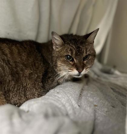 Aline, Adoptable, Adult Female Domestic Medium Hair & Domestic Short Hair.