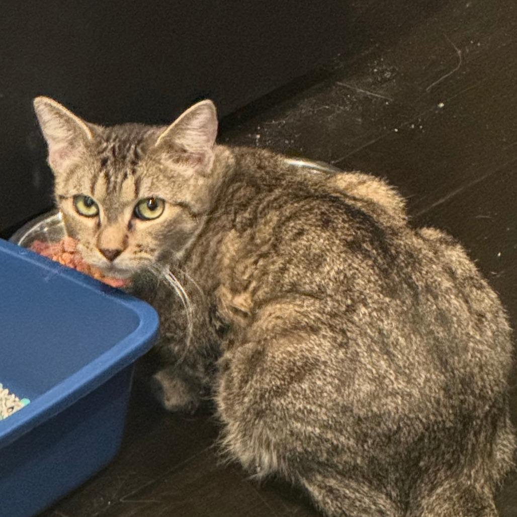 Enlarge Amanda, a Adoptable Domestic Short Hair in New York, NY image 1/6