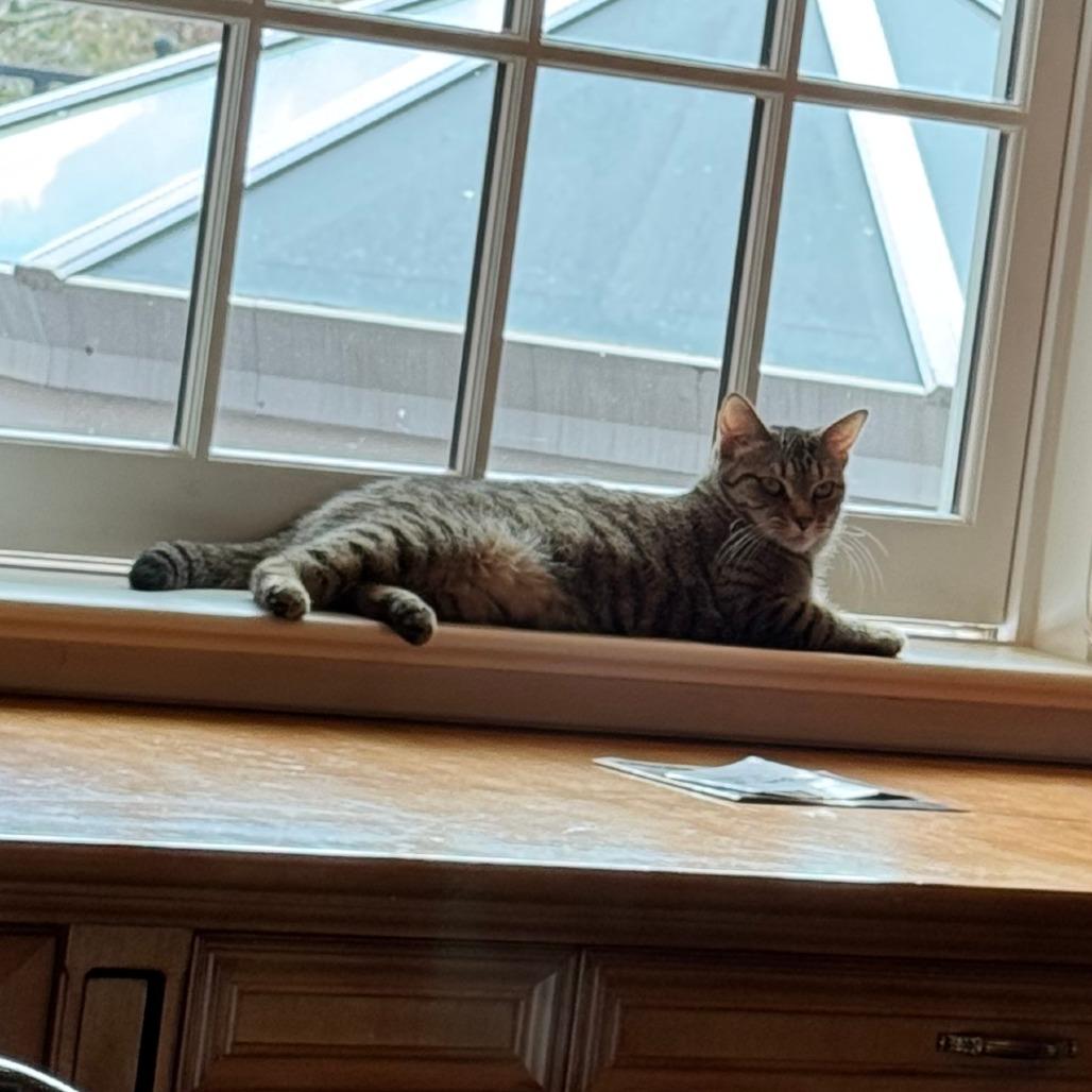 Amanda, Adoptable, Young Female Domestic Short Hair.