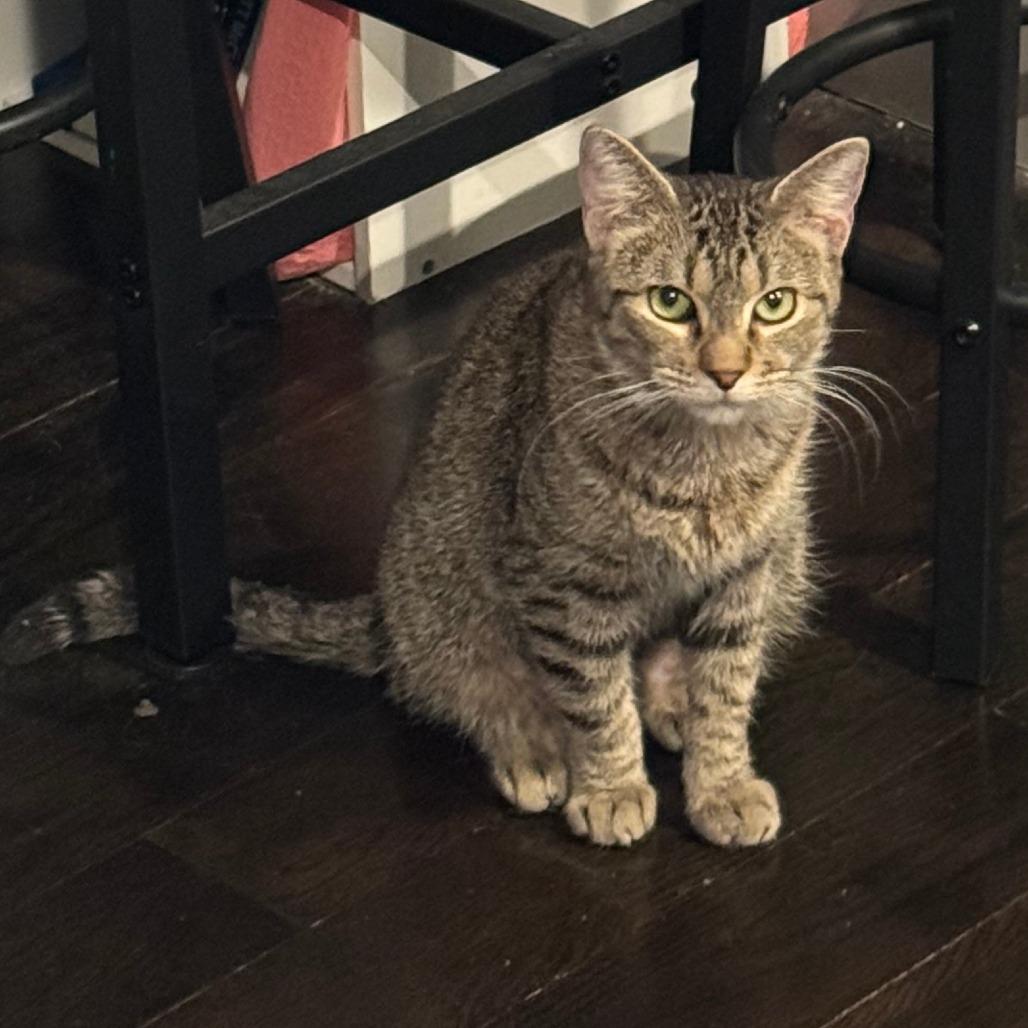 Enlarge Amanda, a Adoptable Domestic Short Hair in New York, NY image 2/6