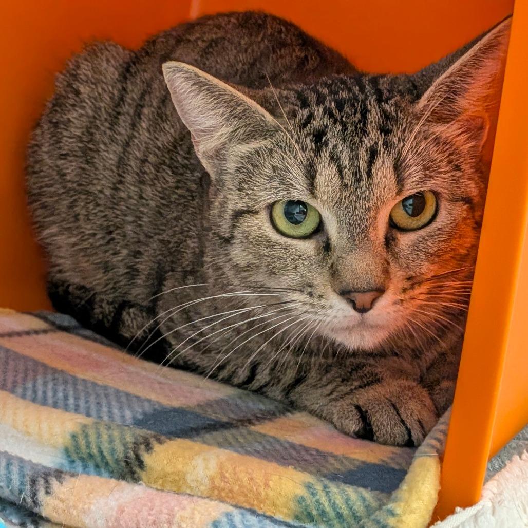 Enlarge Amanda, a Adoptable Domestic Short Hair in New York, NY image 3/6