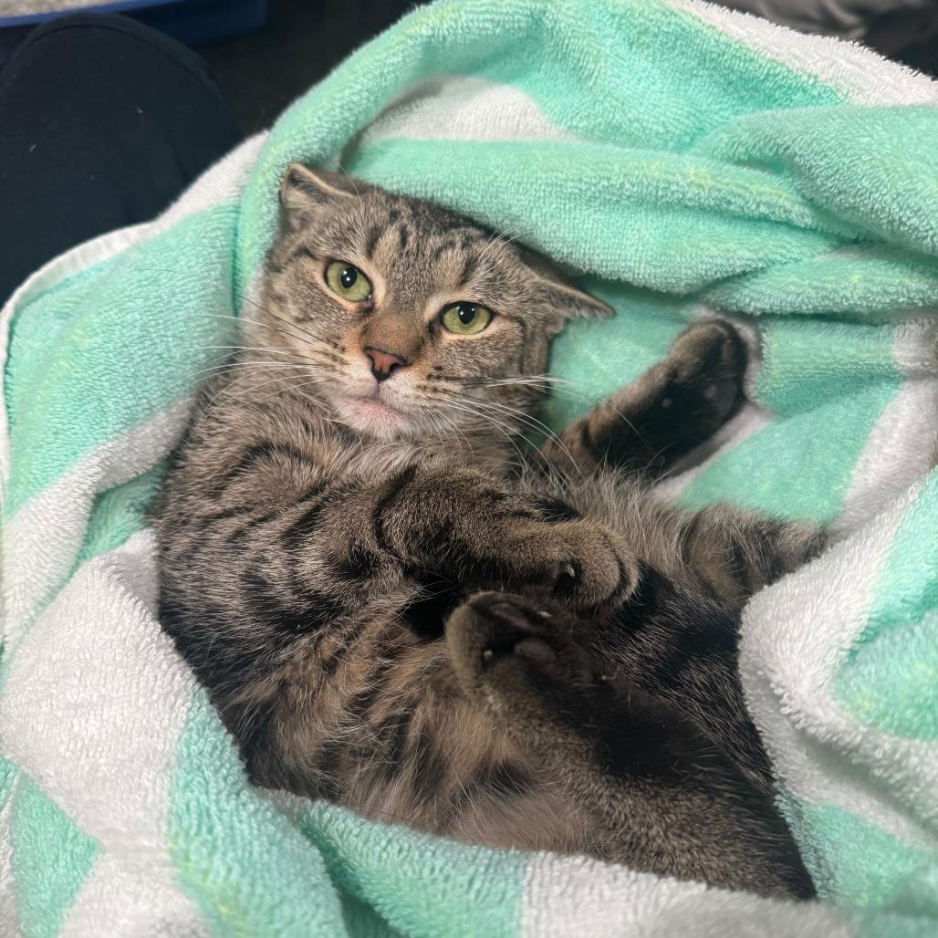 Enlarge Amanda, a Adoptable Domestic Short Hair in New York, NY image 3/6
